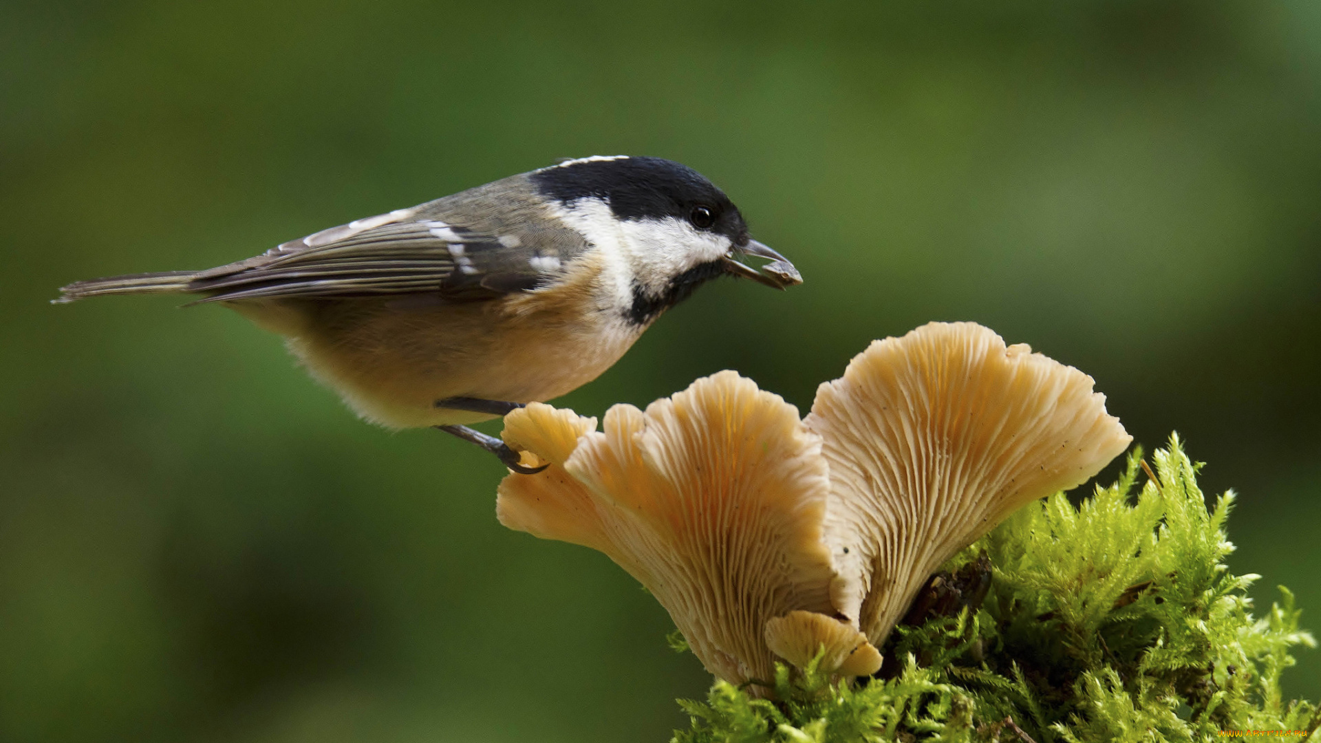 животные, птицы, птица, окрас, перья, клюв