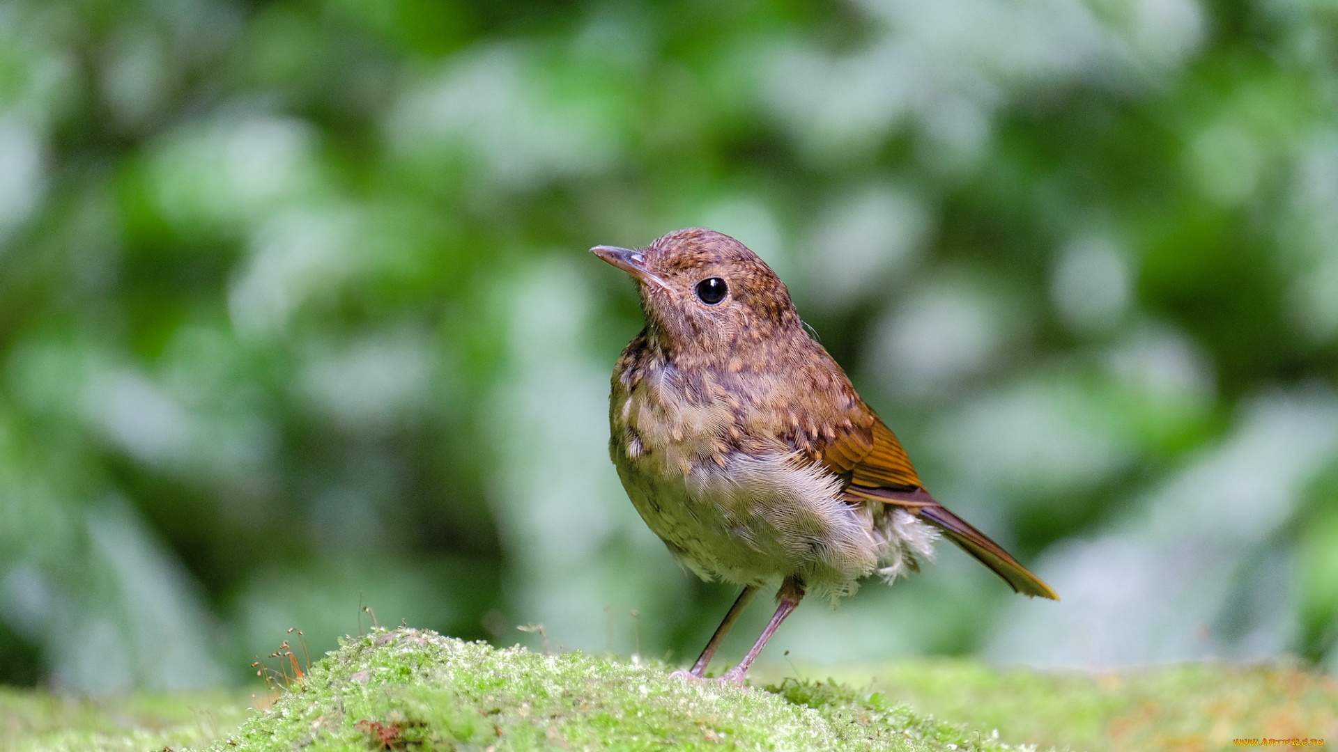 животные, птицы, птица, перья, окрас