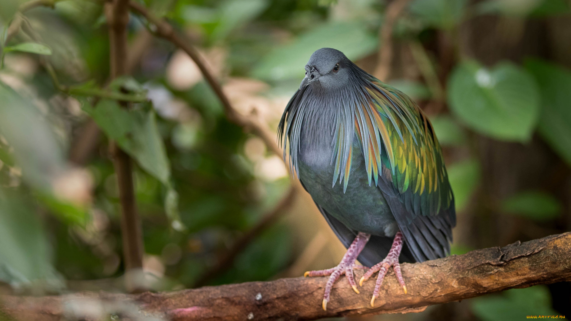 животные, птицы, птица, природа, лес