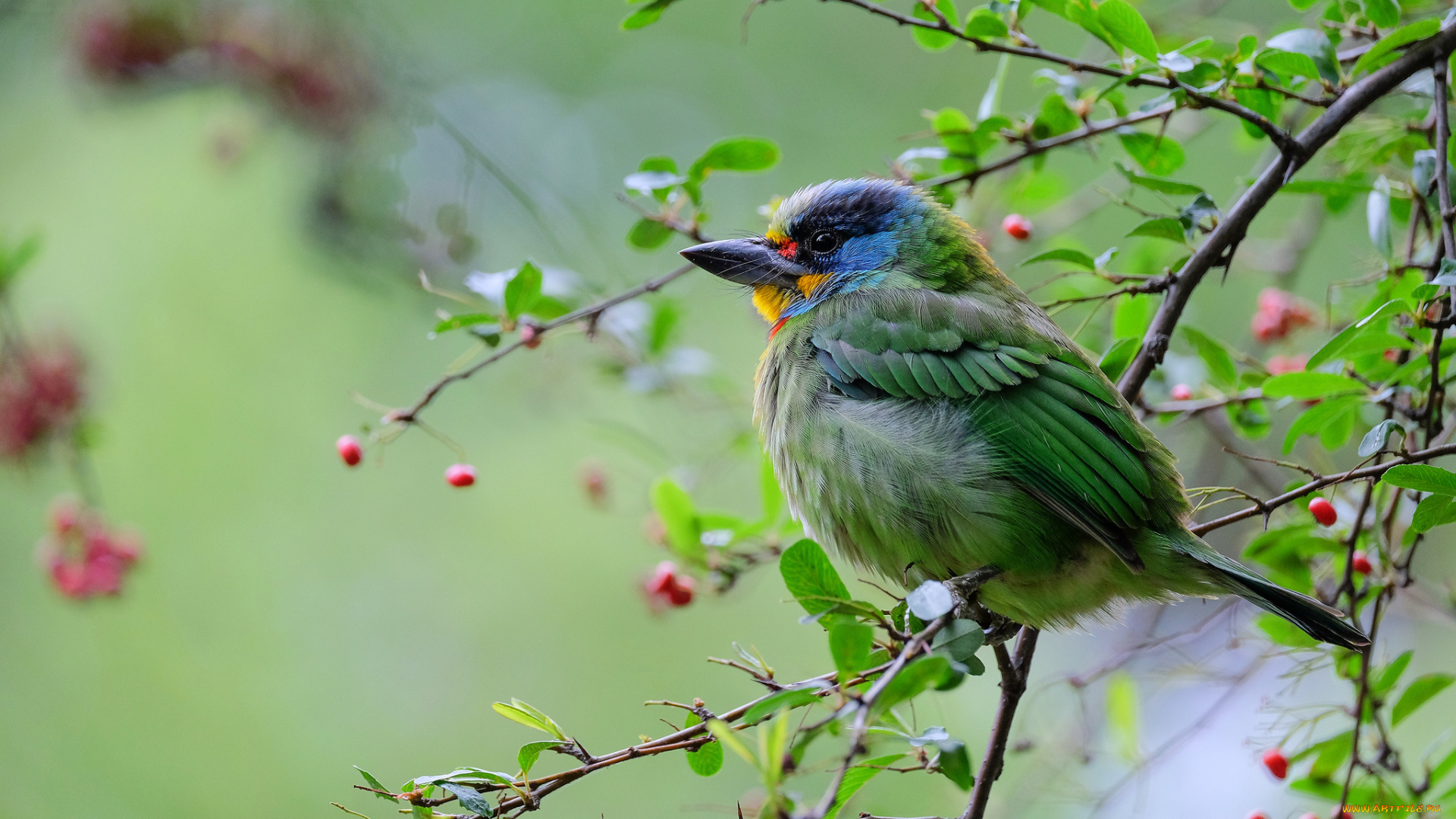 животные, птицы, ветки, птица, дерево, ягоды, природа