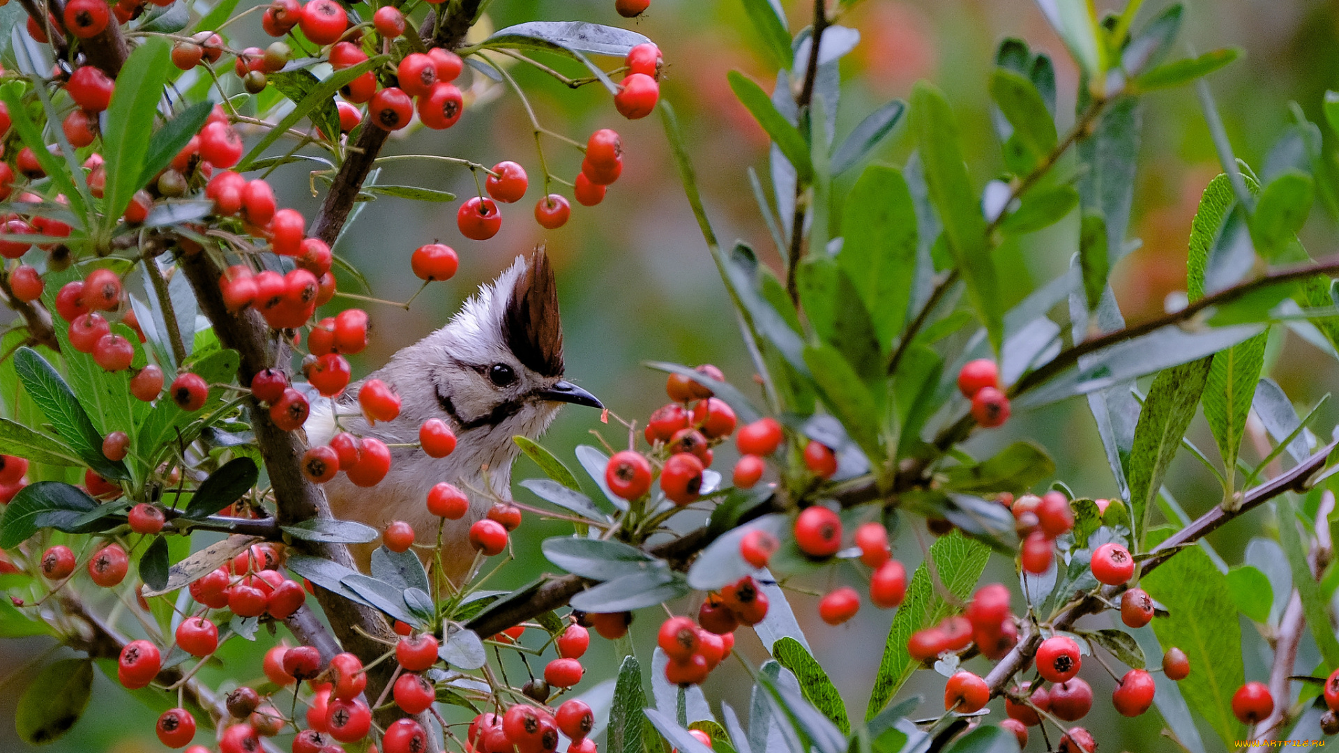 животные, птицы, ягоды, дерево, ветки, природа, птица