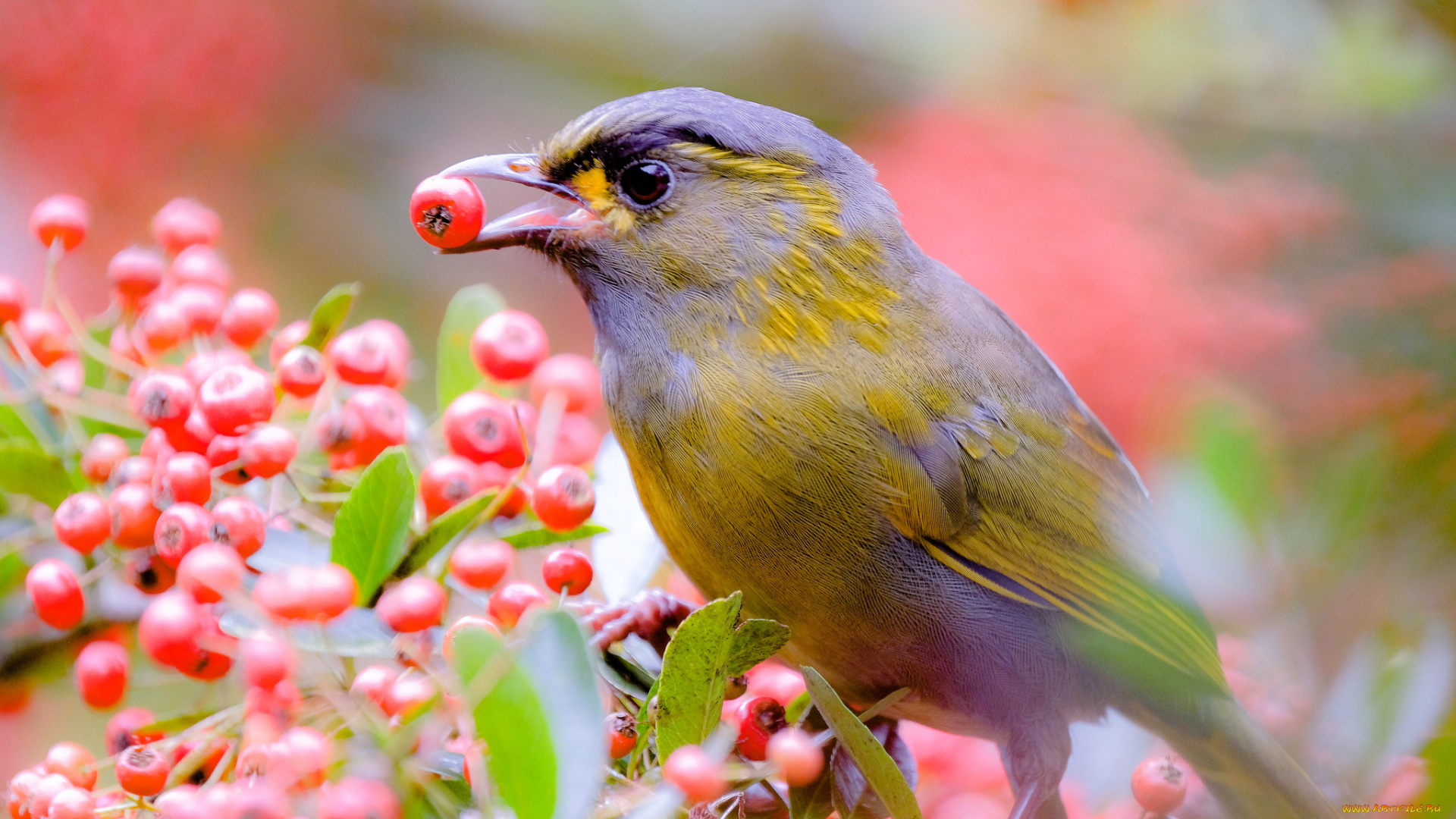 животные, птицы, ягоды, ветки, дерево, птица, природа