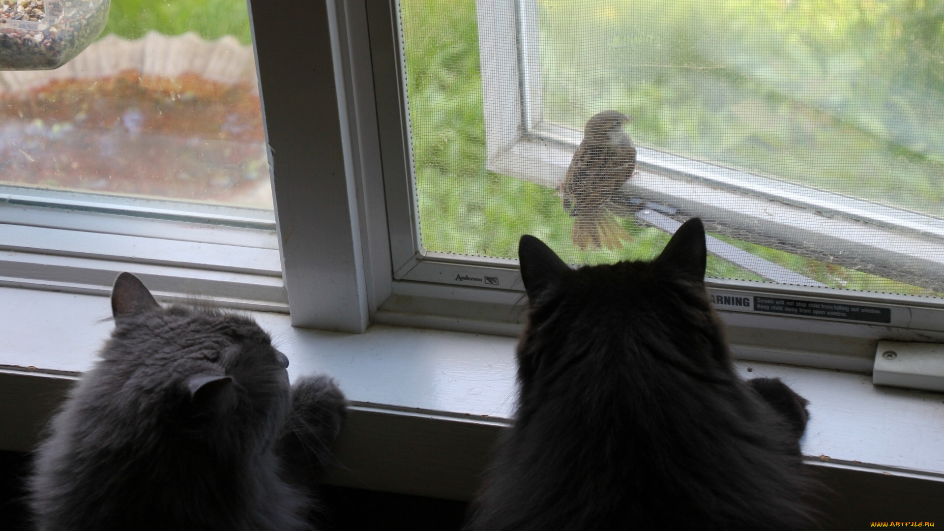 животные, разные, вместе, разные