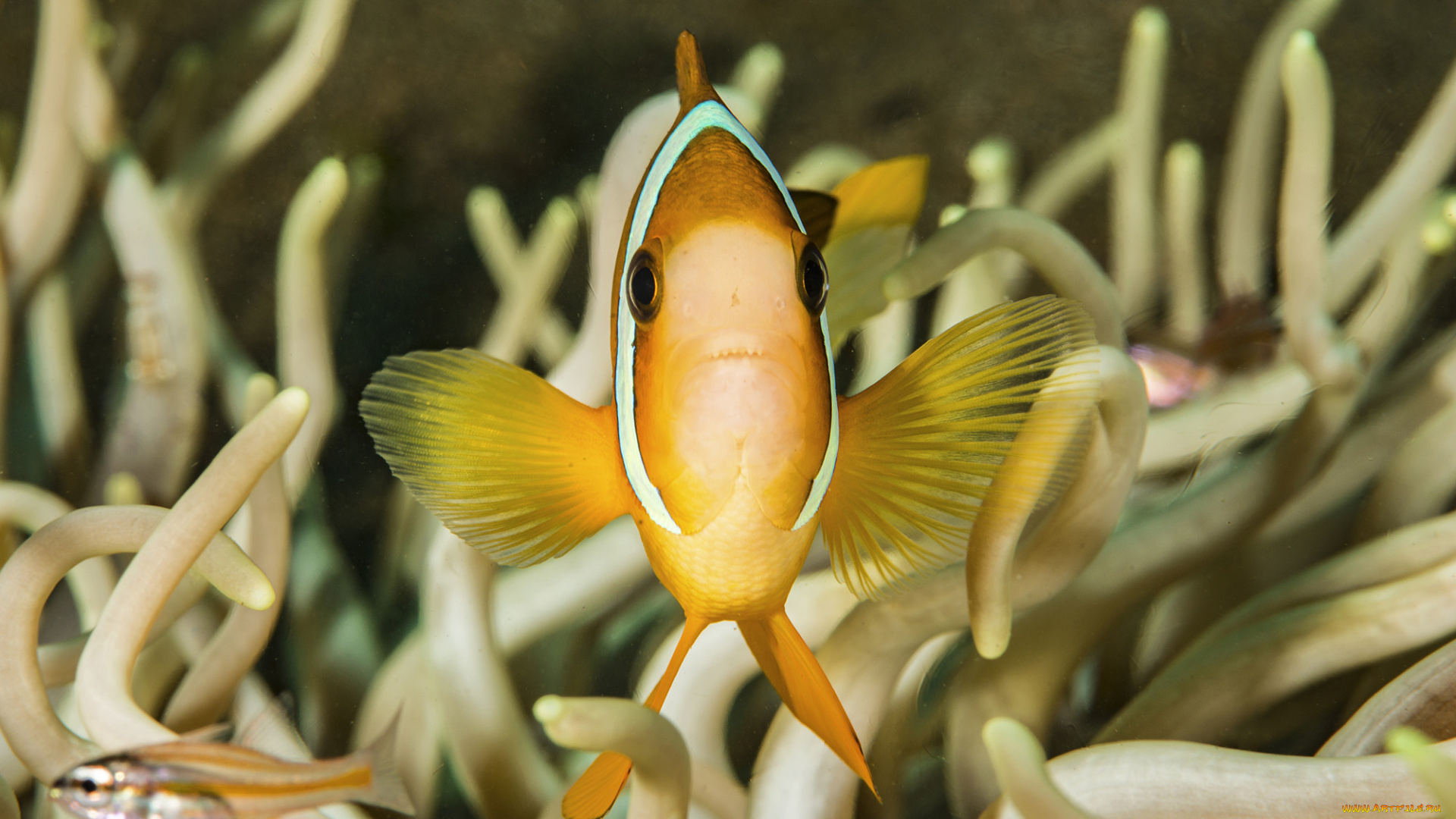 животные, рыбы, море, морское, дно, рыбка