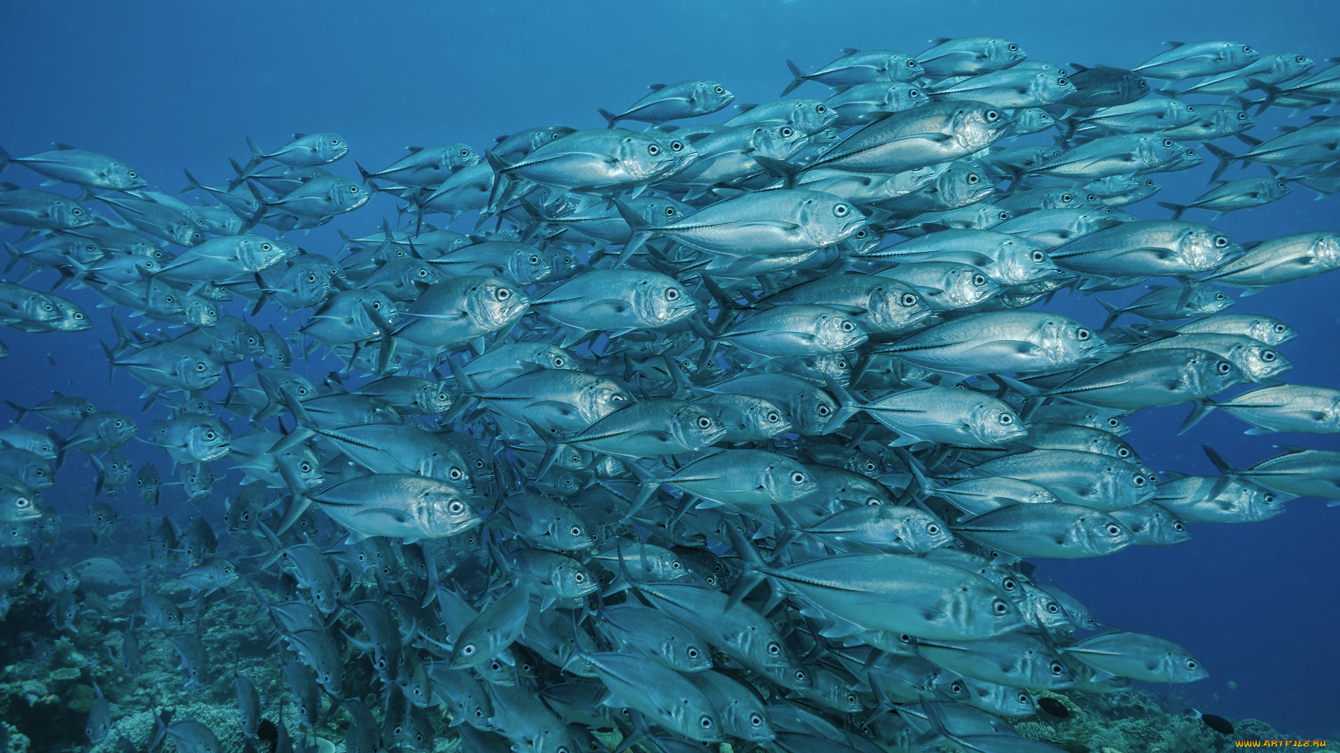 животные, рыбы, море, стая, морские, глубины