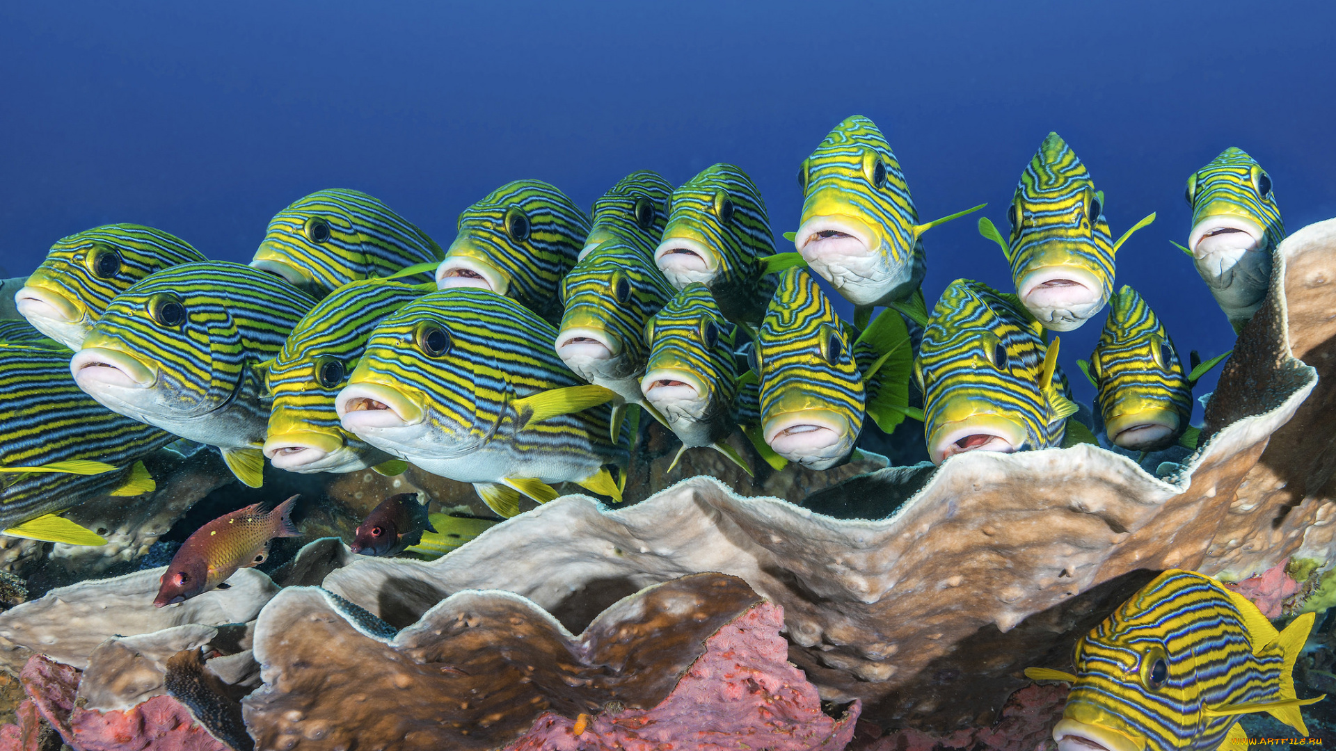 животные, рыбы, морские, глубины, море, рыбки