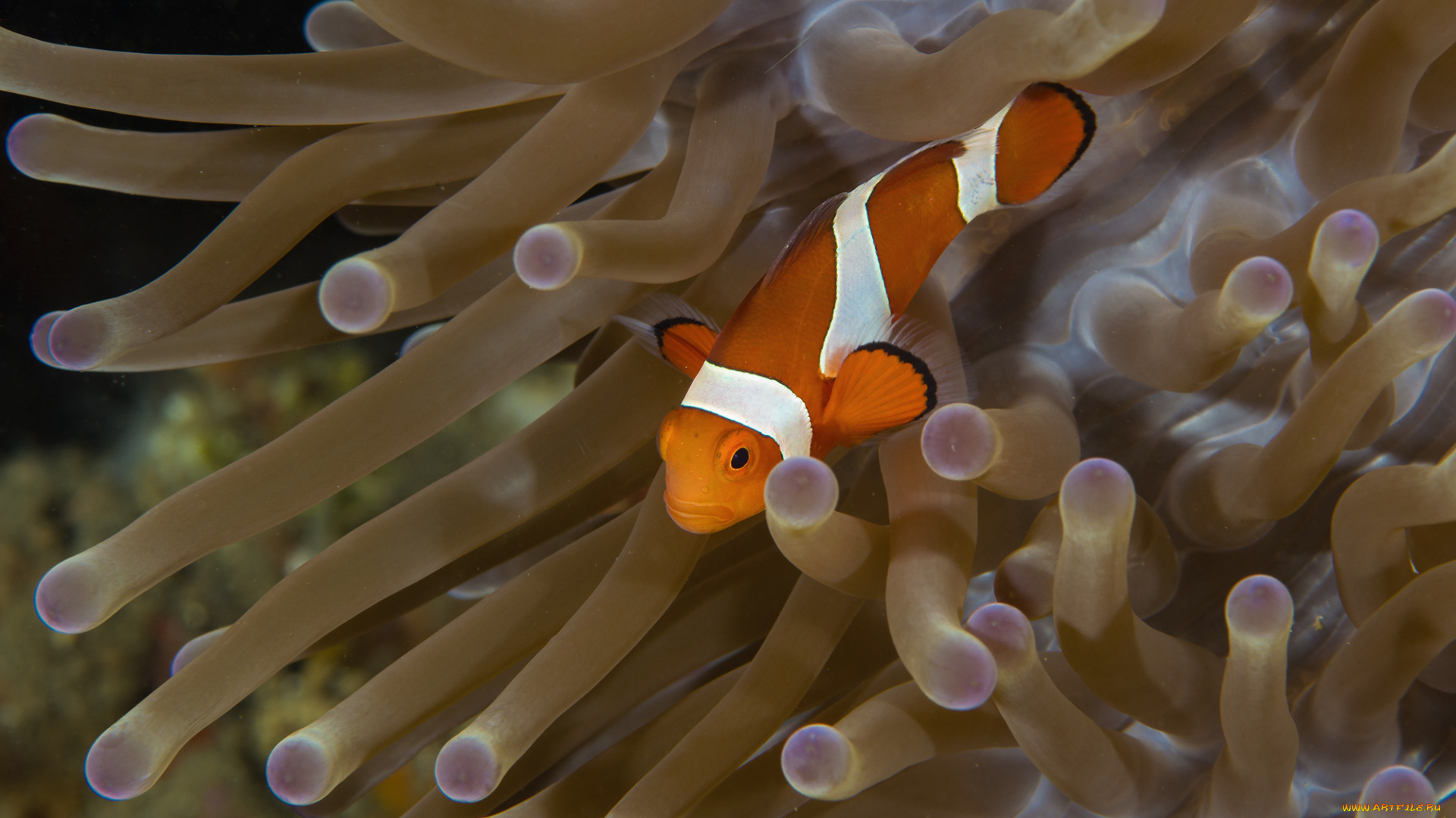 животные, рыбы, морское, дно, морские, глубины, рыбка, бело-оранжевая