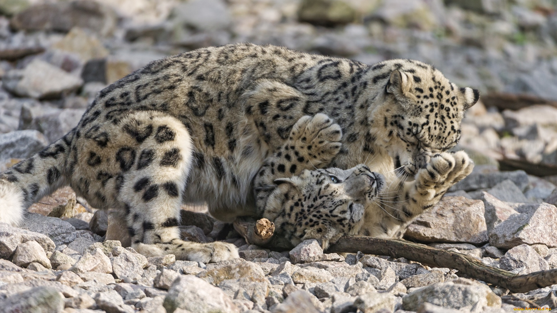 животные, снежный, барс, , ирбис, двое