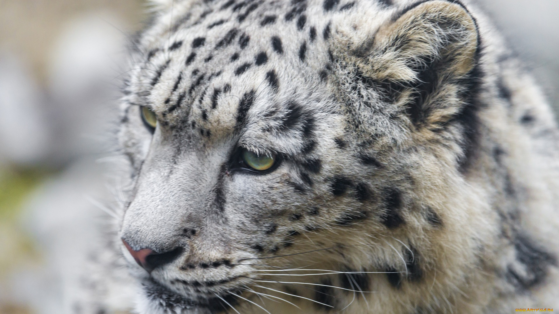 животные, снежный, барс, , ирбис, морда