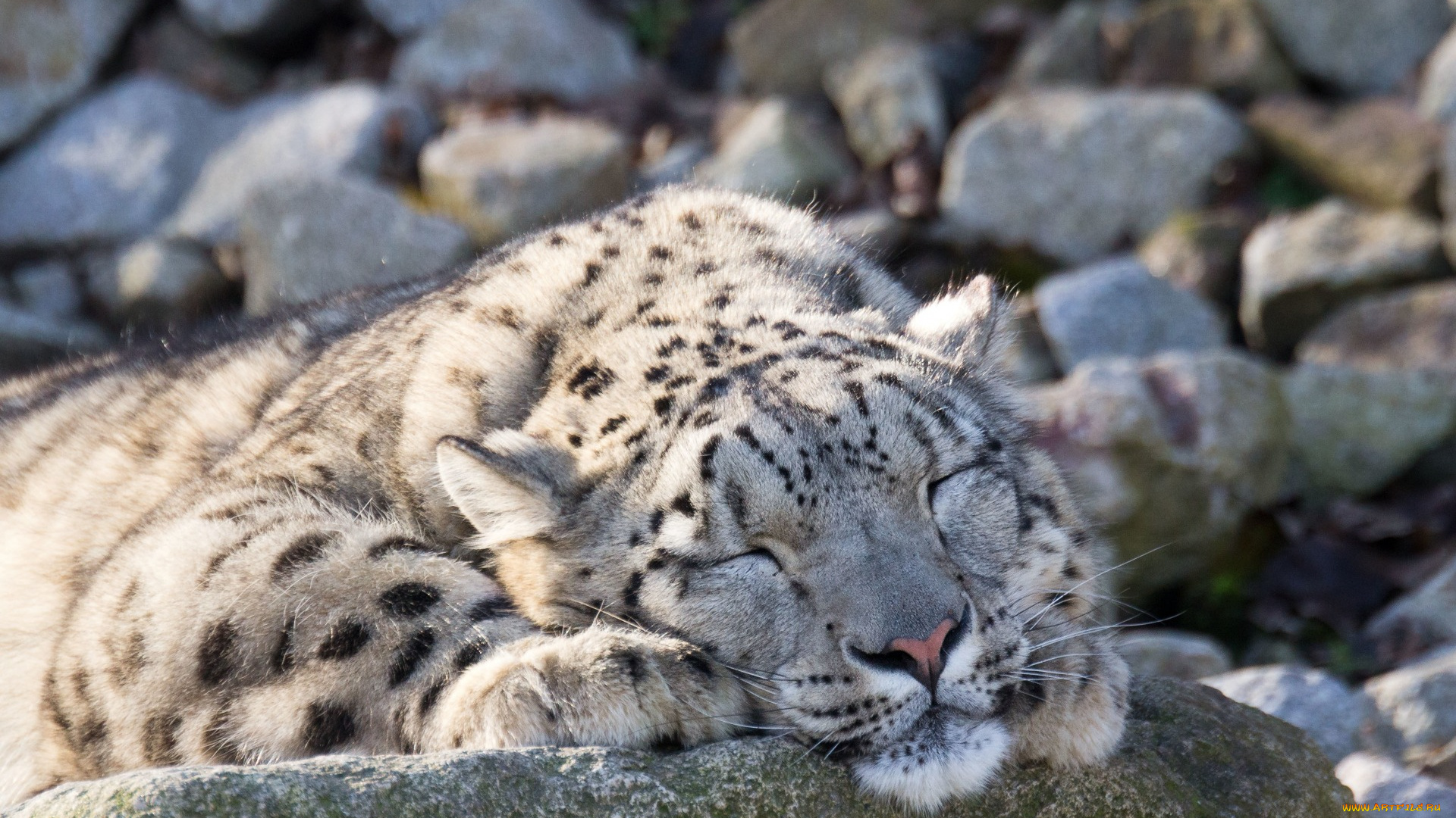 животные, снежный, барс, , ирбис, отдых