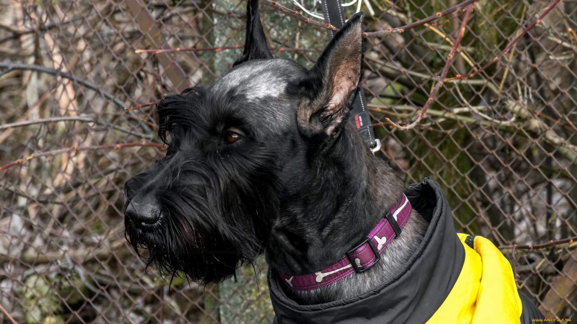 животные, собаки, морда