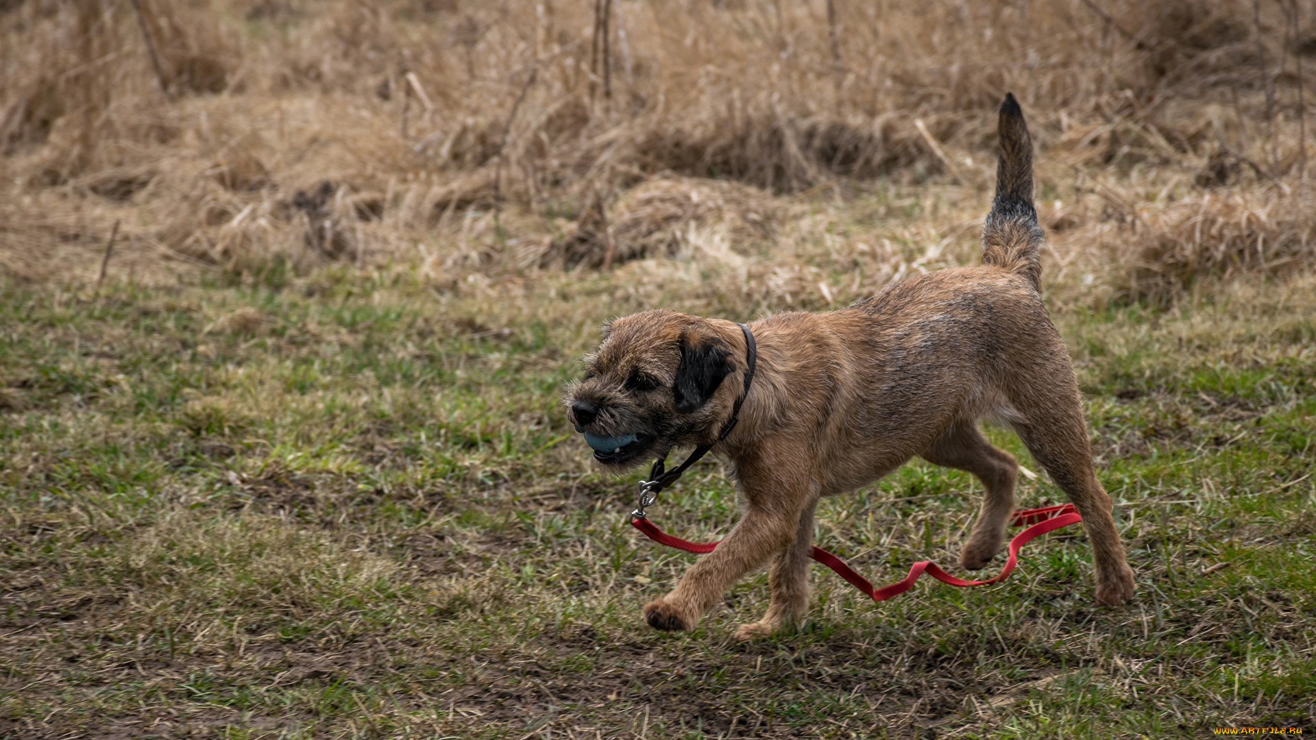 животные, собаки, поводок