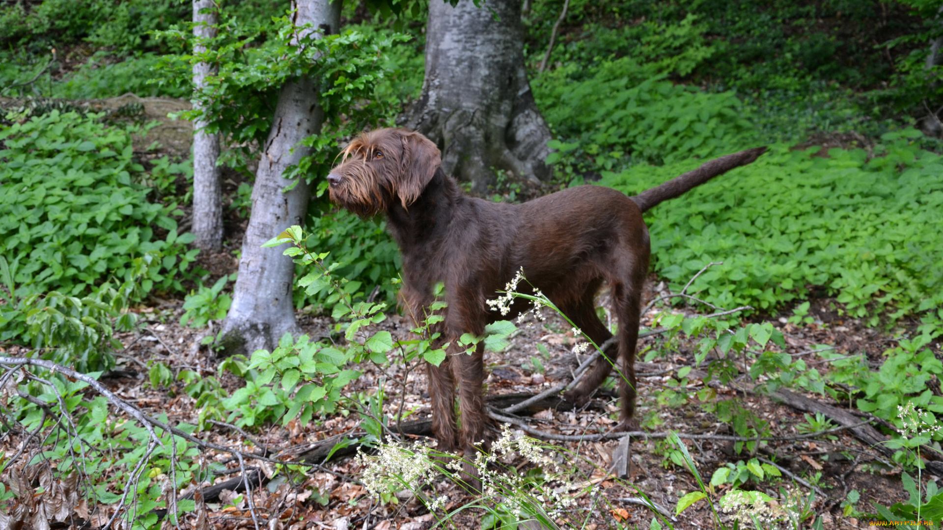 животные, собаки, профиль