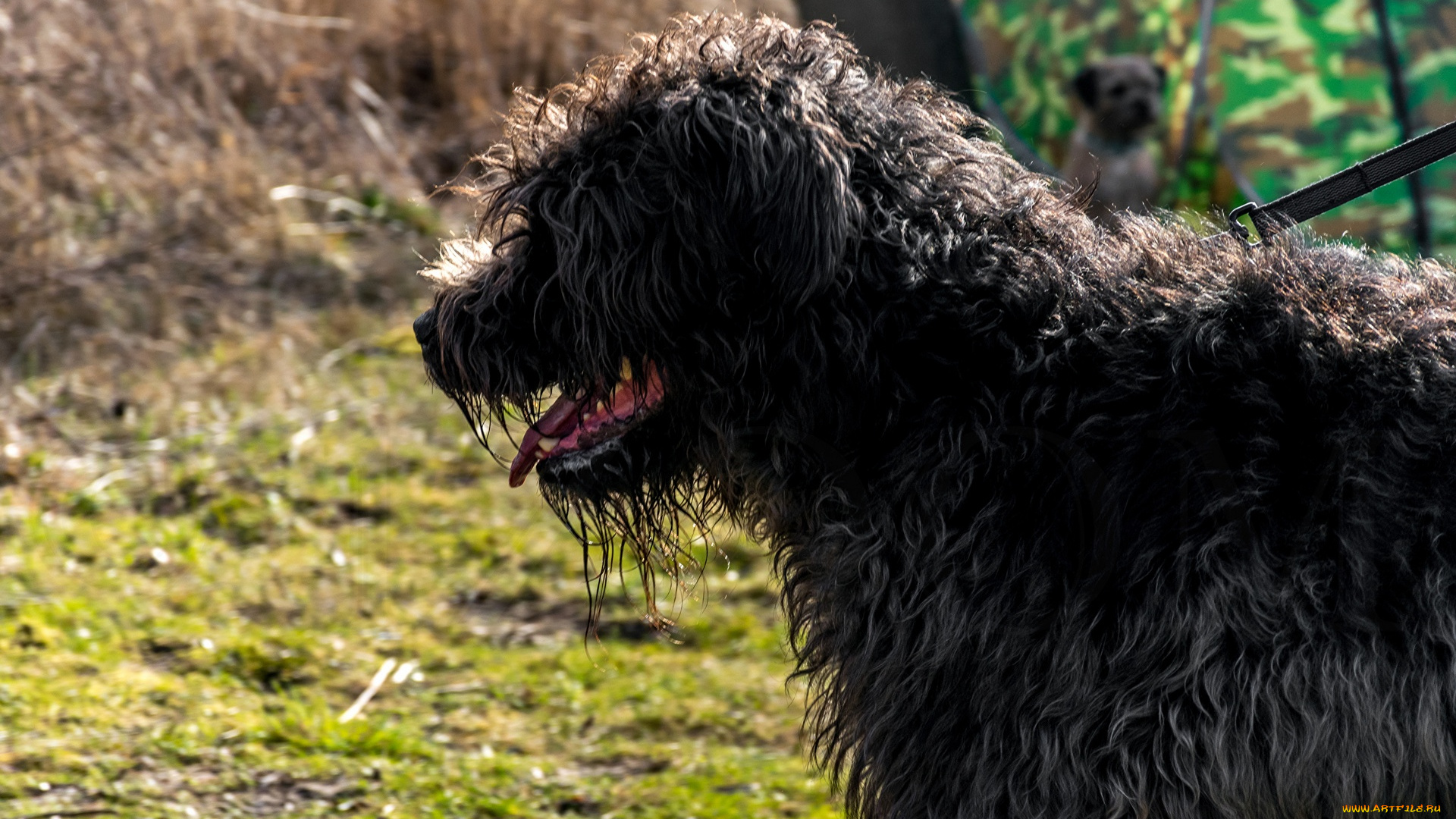 животные, собаки, профиль