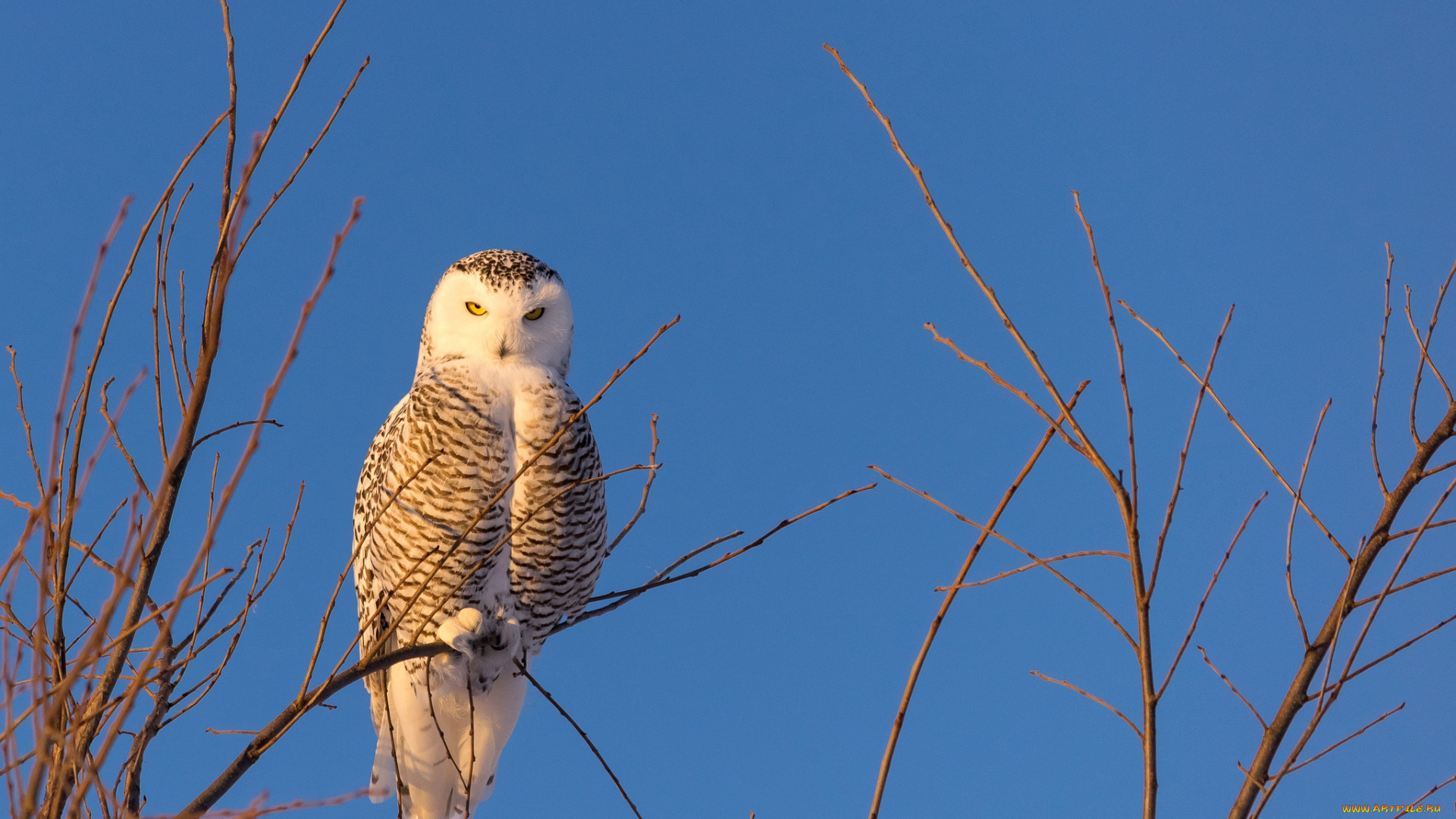 животные, совы, сова, небо, ветки, полярная, птица
