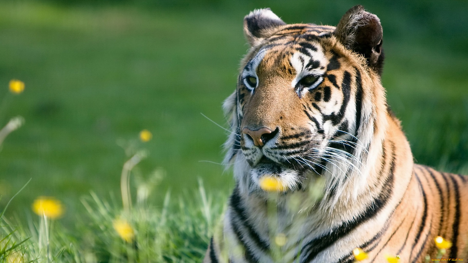 животные, тигры, морда