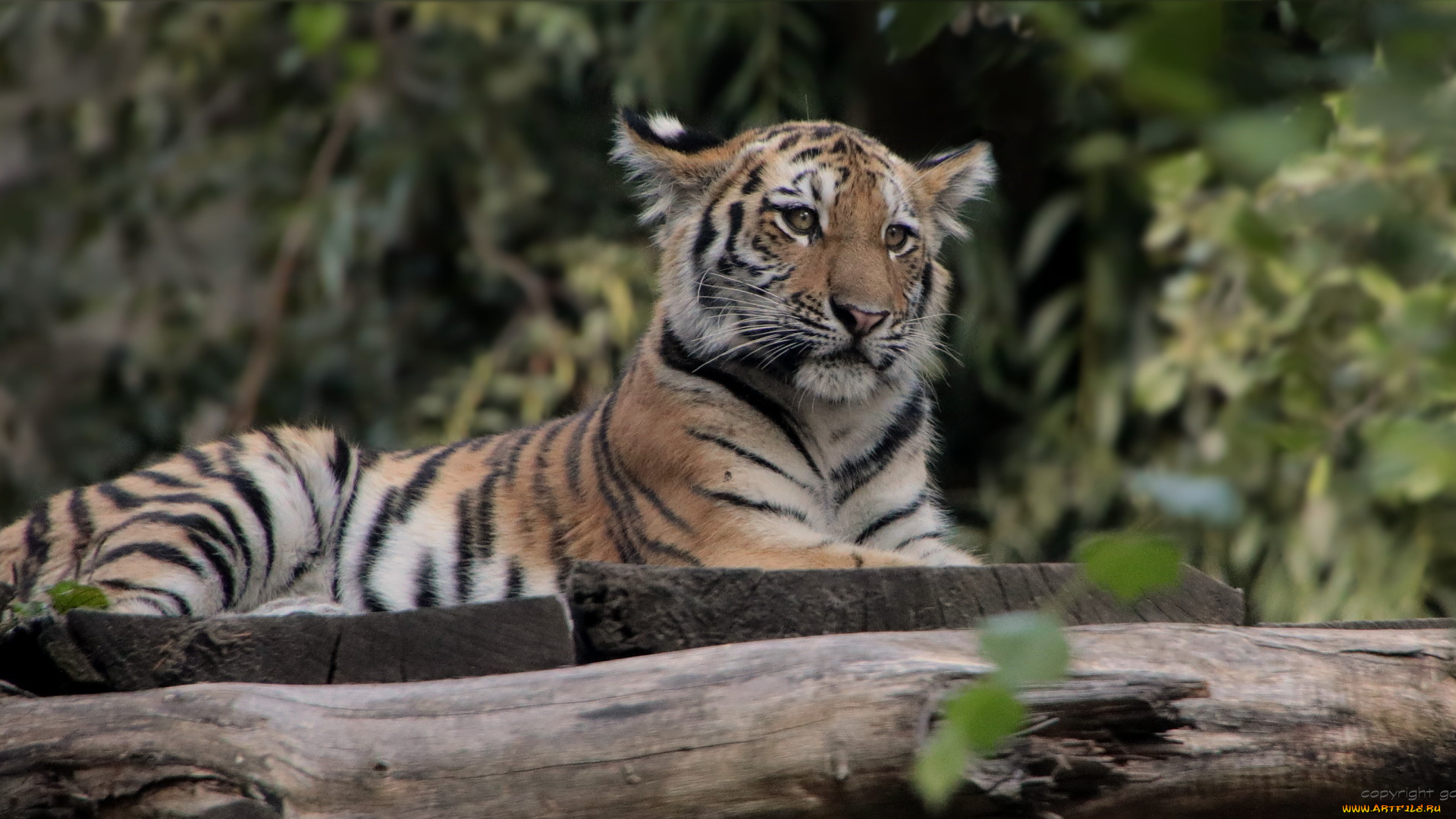 животные, тигры, тигр, животное, природа, отдых