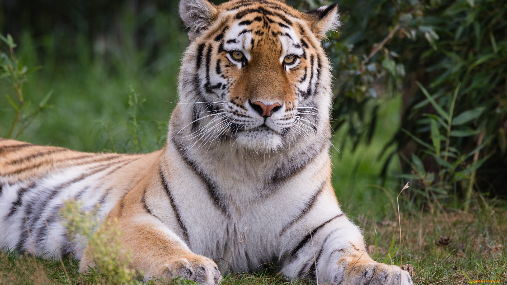 животные, тигры, тигр, животное, природа, отдых