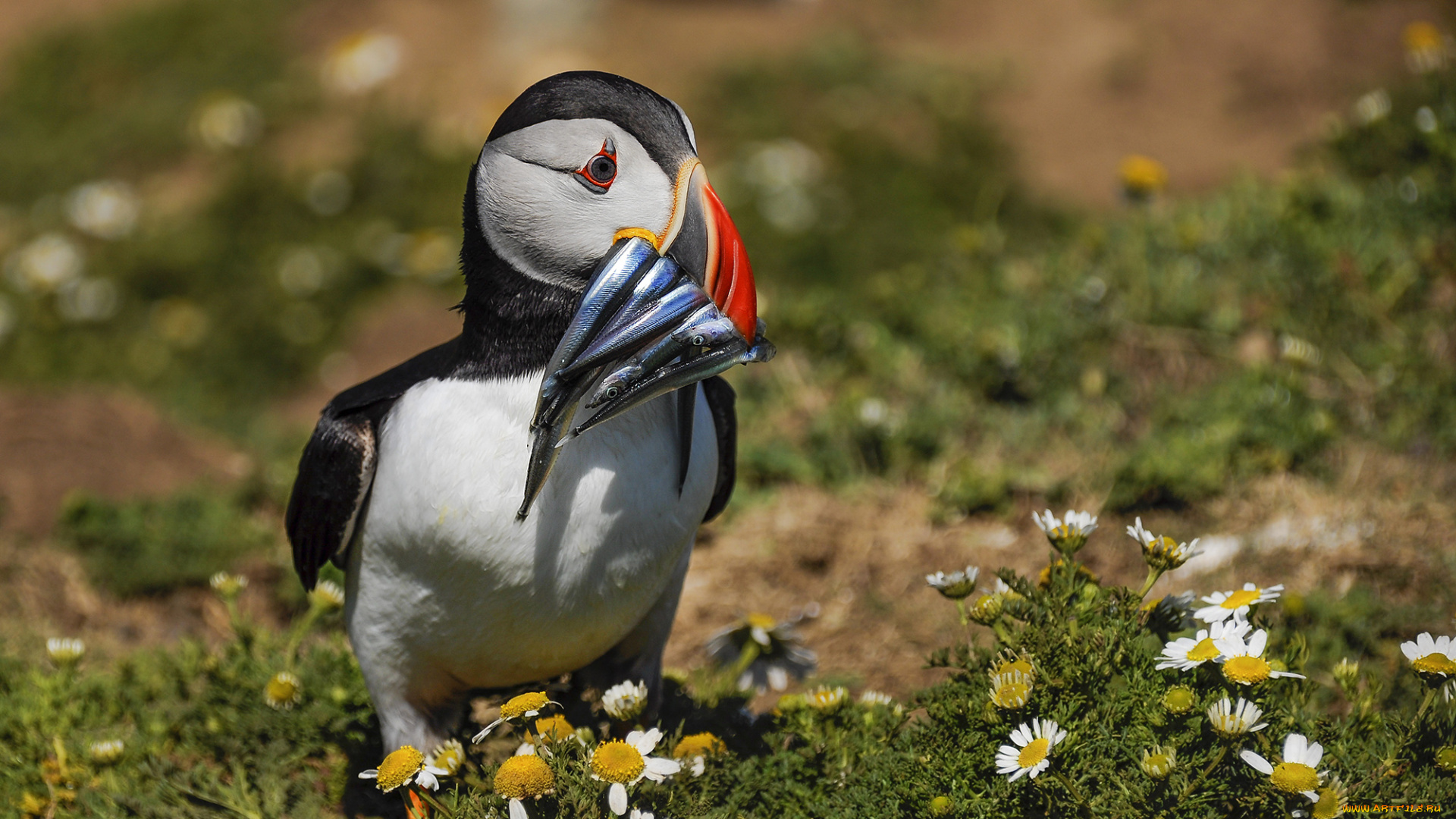 животные, тупики, тупик, окрас, перья, птица