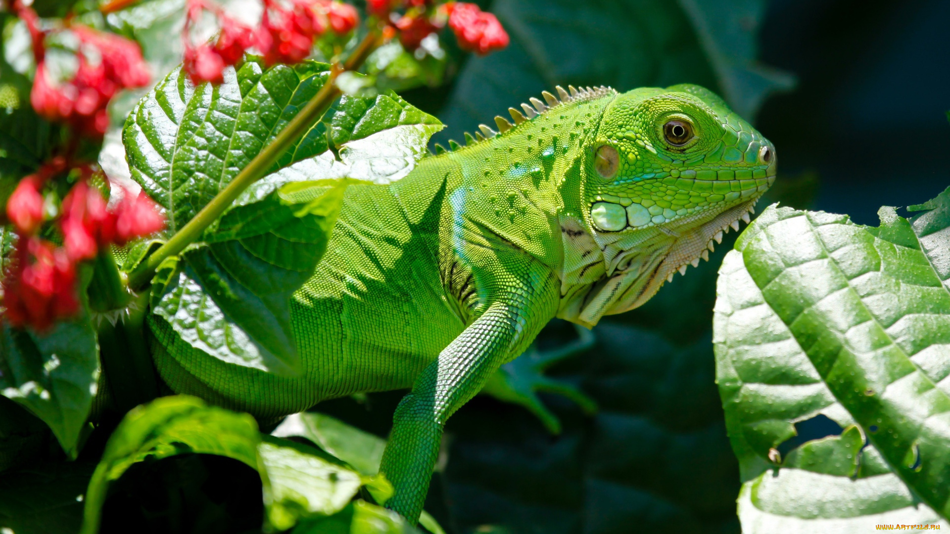 животные, Ящерицы, , игуаны, , вараны, игуана