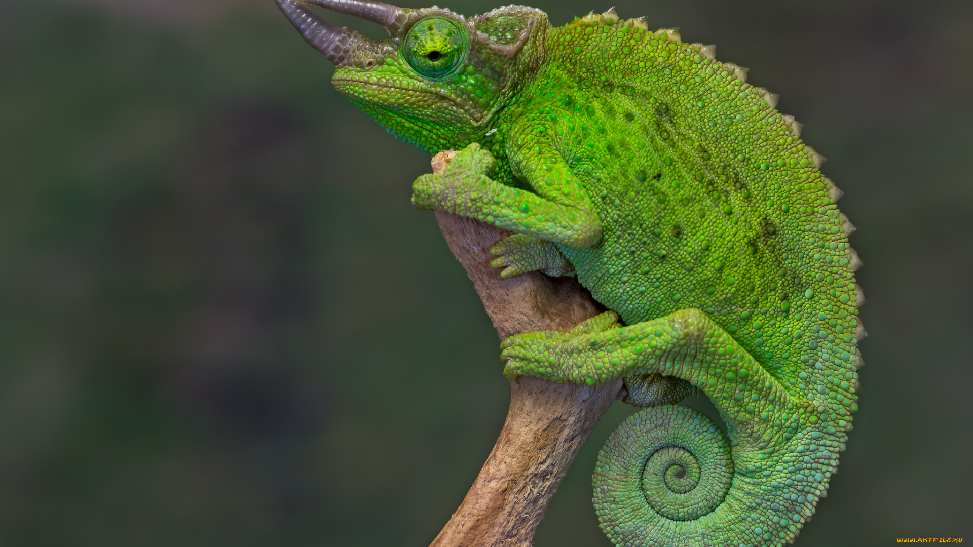 животные, Ящерицы, , игуаны, , вараны, природа, ветка, ящерица, фон