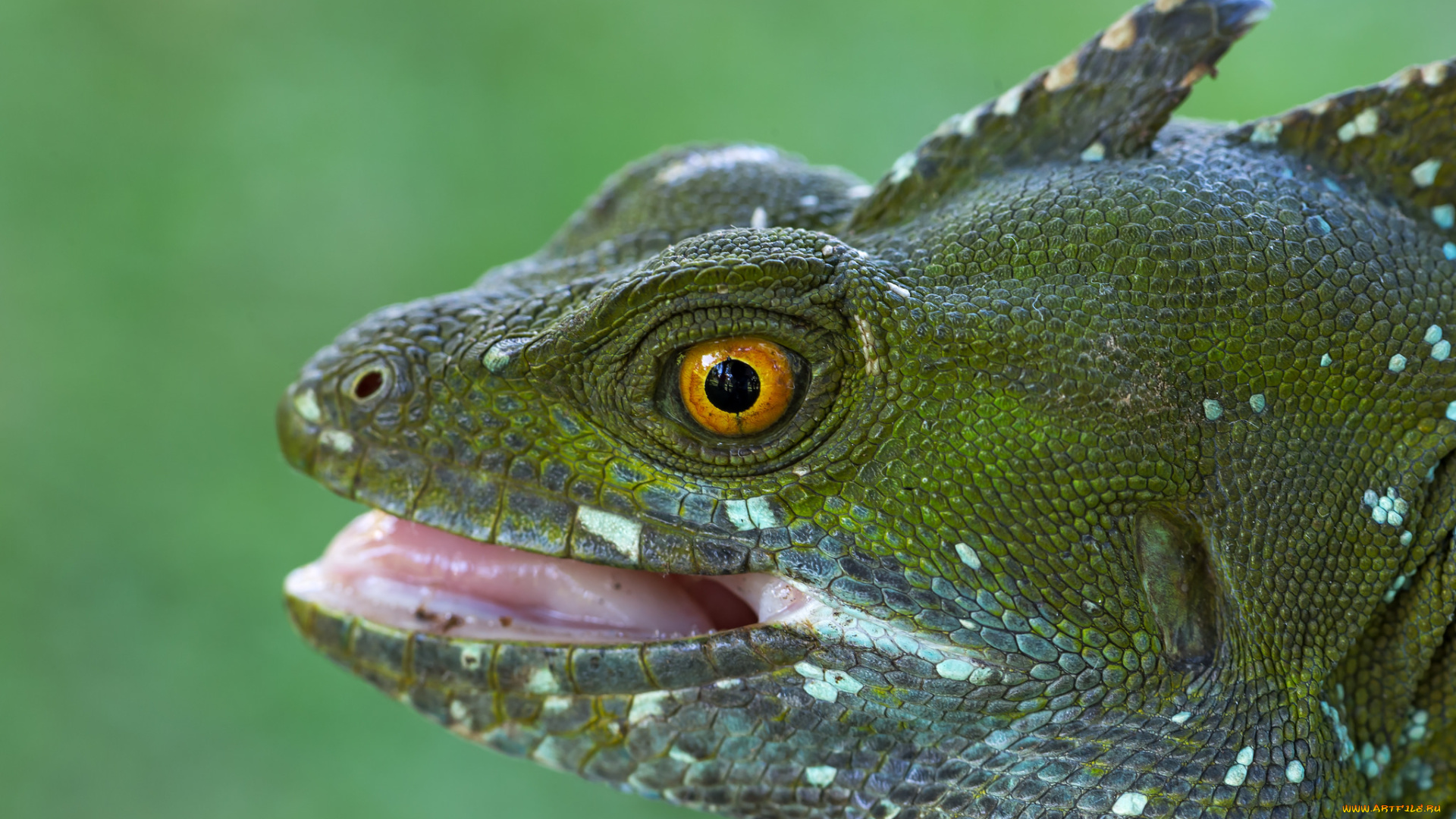 животные, Ящерицы, , игуаны, , вараны, ящерица, зеленая, фон