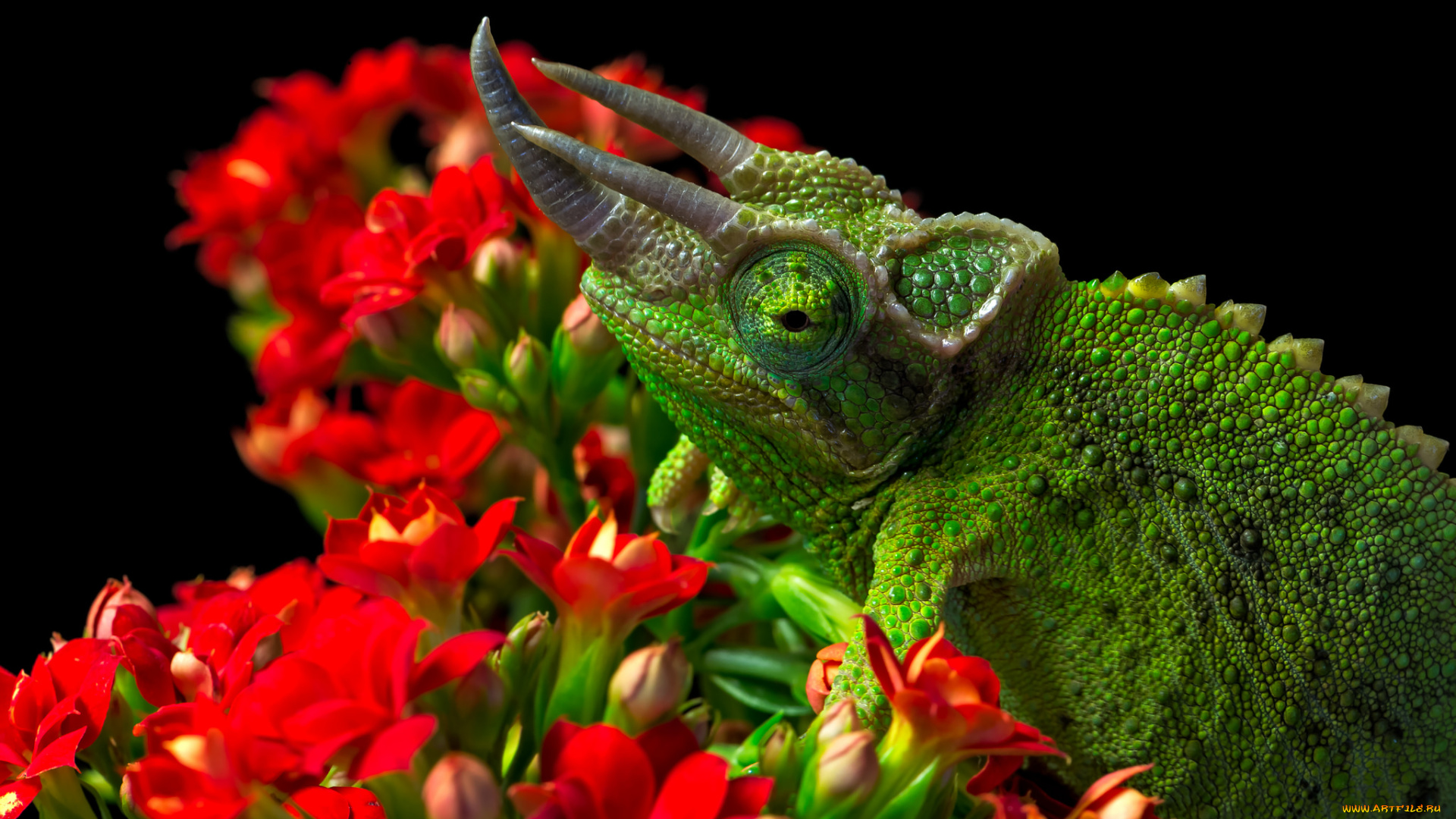 животные, Ящерицы, , игуаны, , вараны, язык, ящерица, цветок