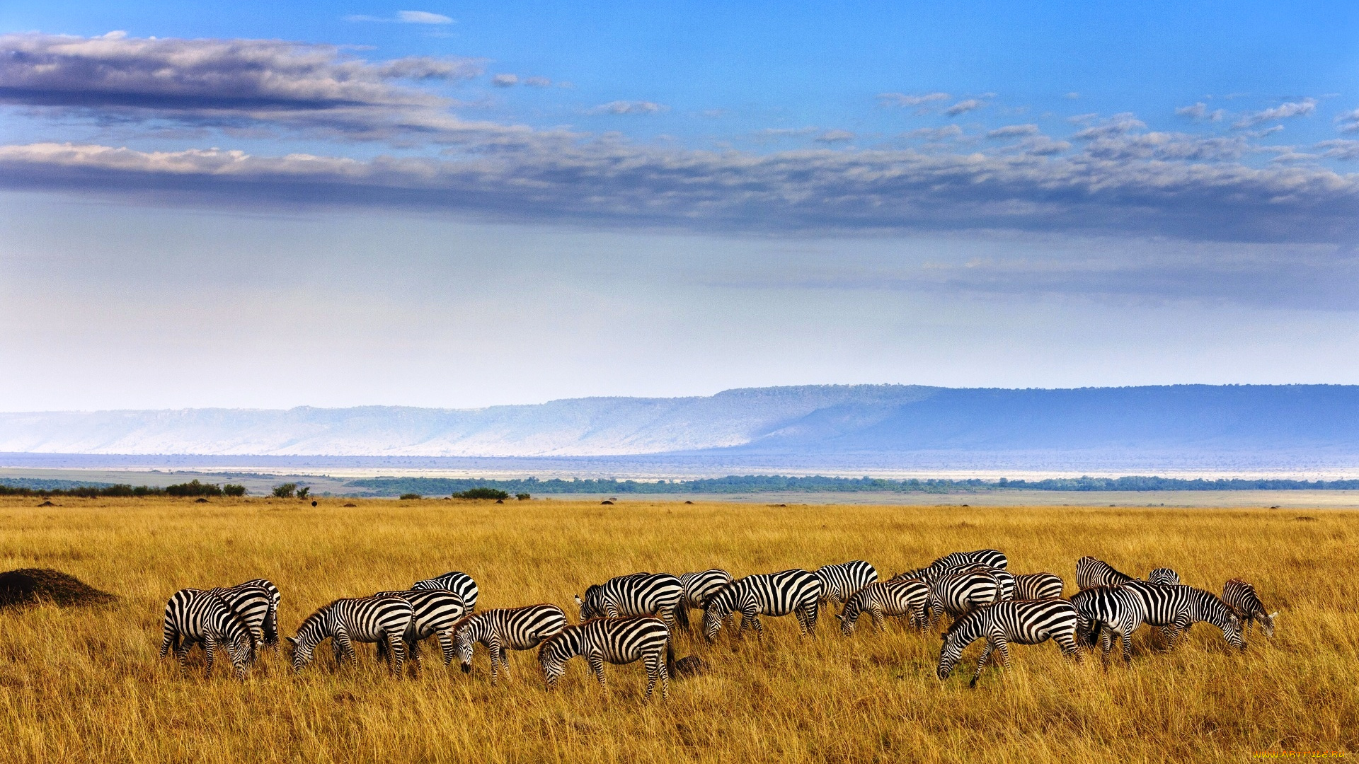 животные, зебры, саванна, облака, небо, африка, трава, стадо