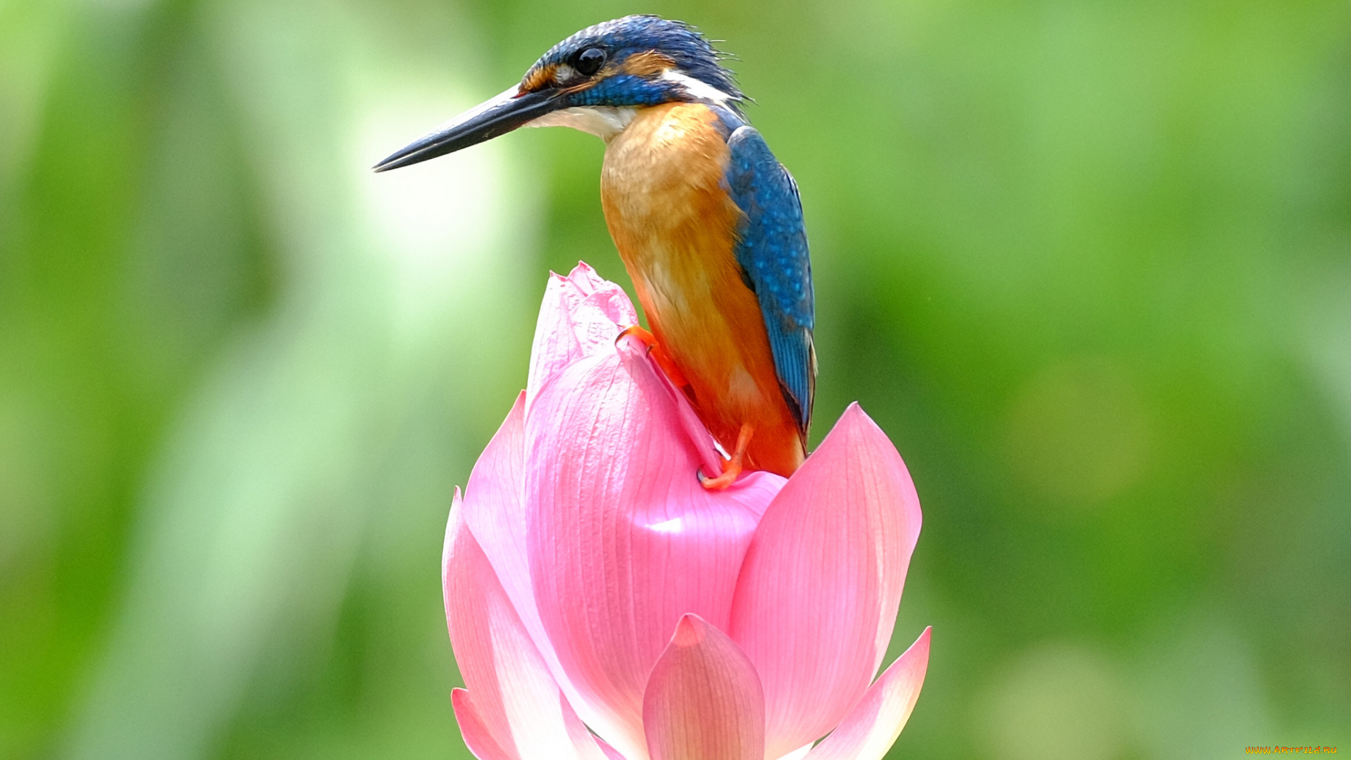 животные, зимородки, зимородок, птица, цветок, лотос, природа