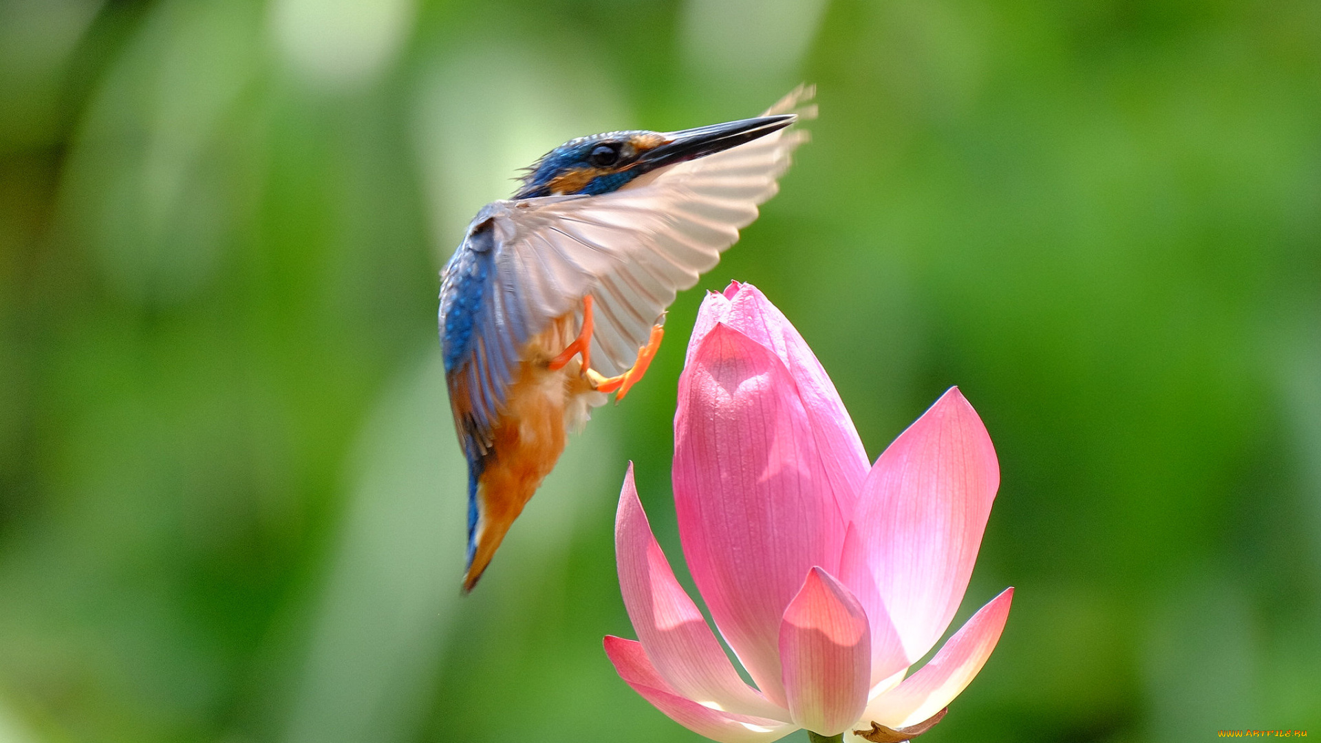 животные, зимородки, зимородок, птица, полет, цветок, лотос, природа