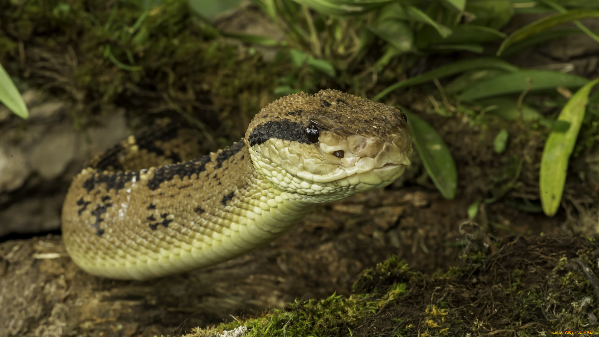 животные, змеи, , питоны, , кобры, земля, змея, трава, природа