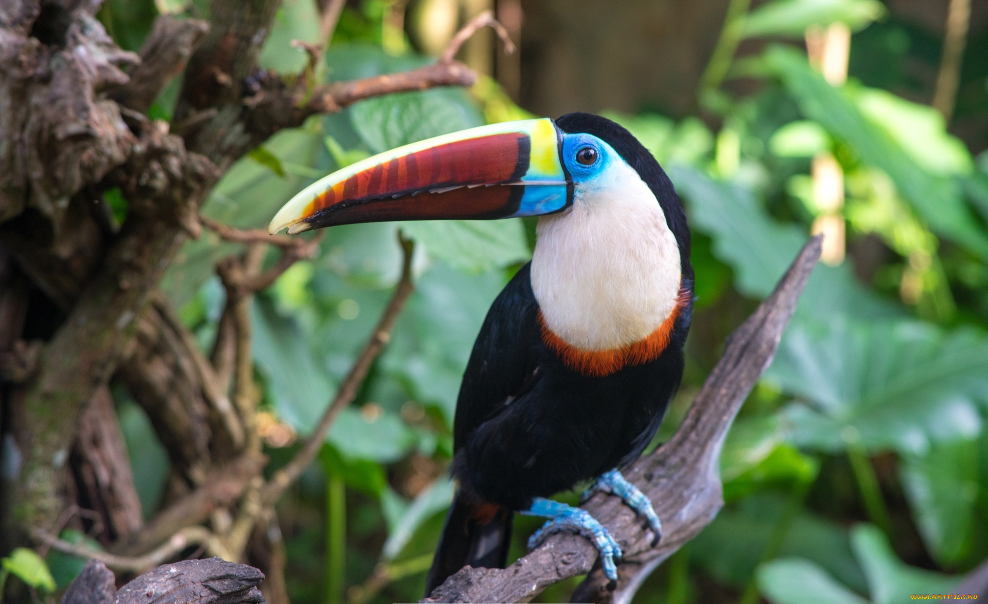 белогрудый, тукан, животные, туканы, ветки, клюв, птица