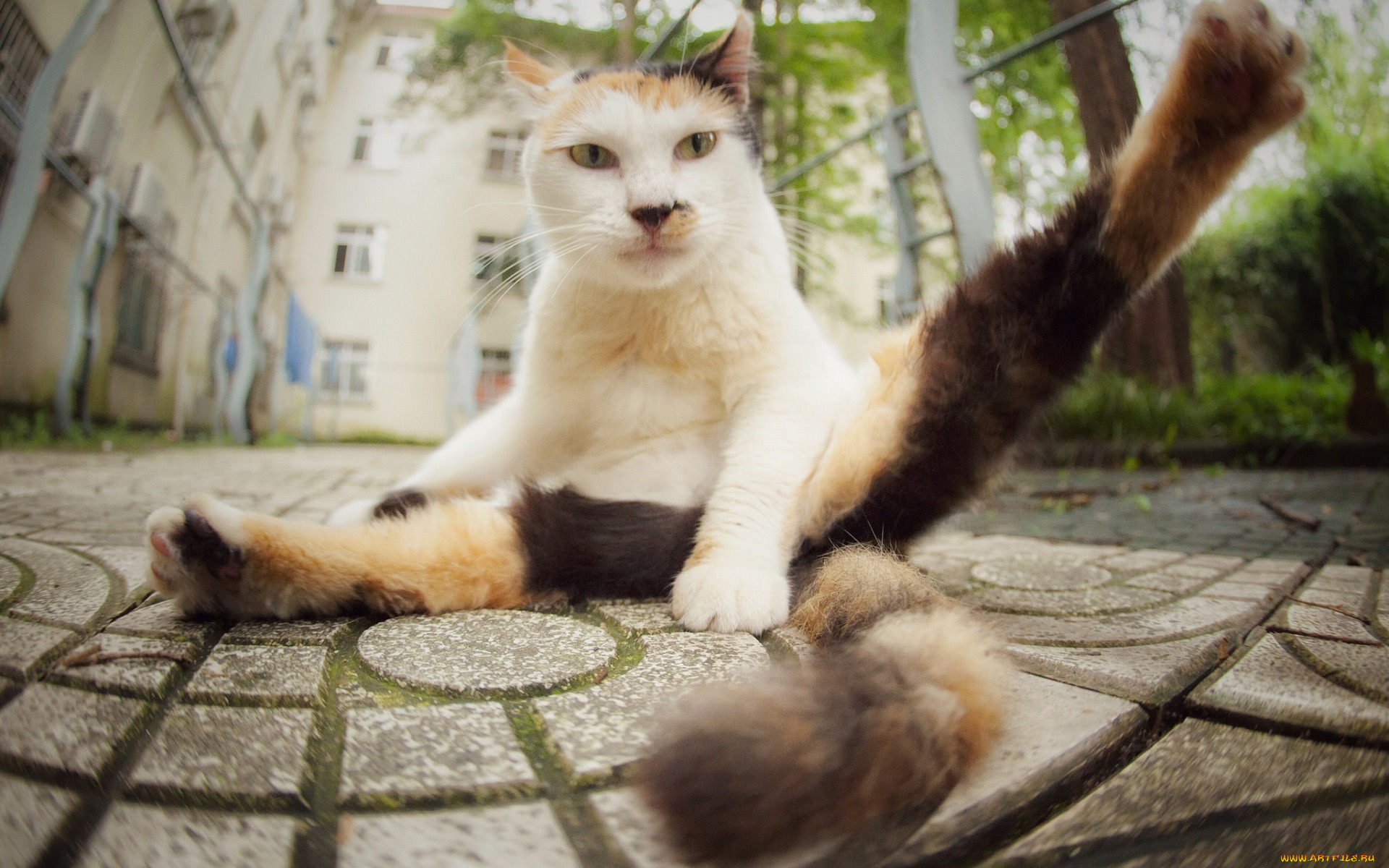 животные, коты, взгляд