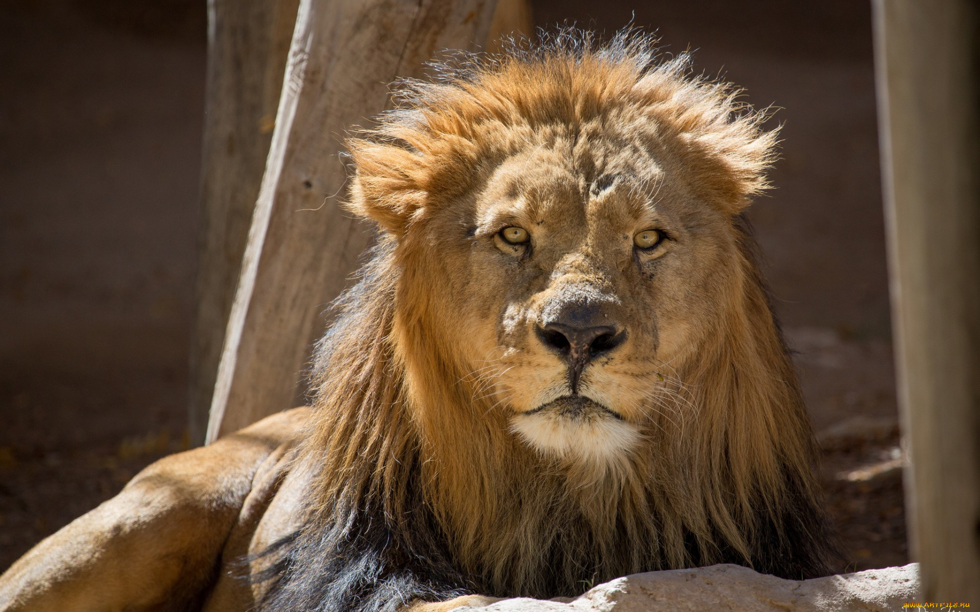 животные, львы, морда