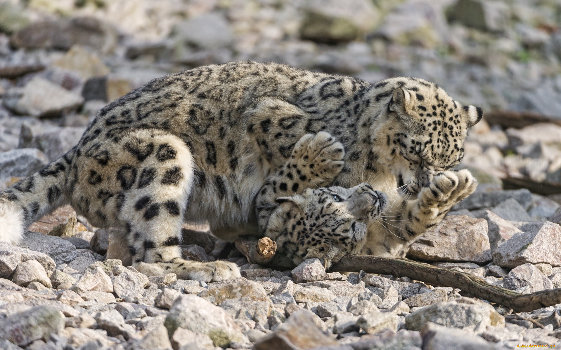 животные, снежный, барс, , ирбис, двое