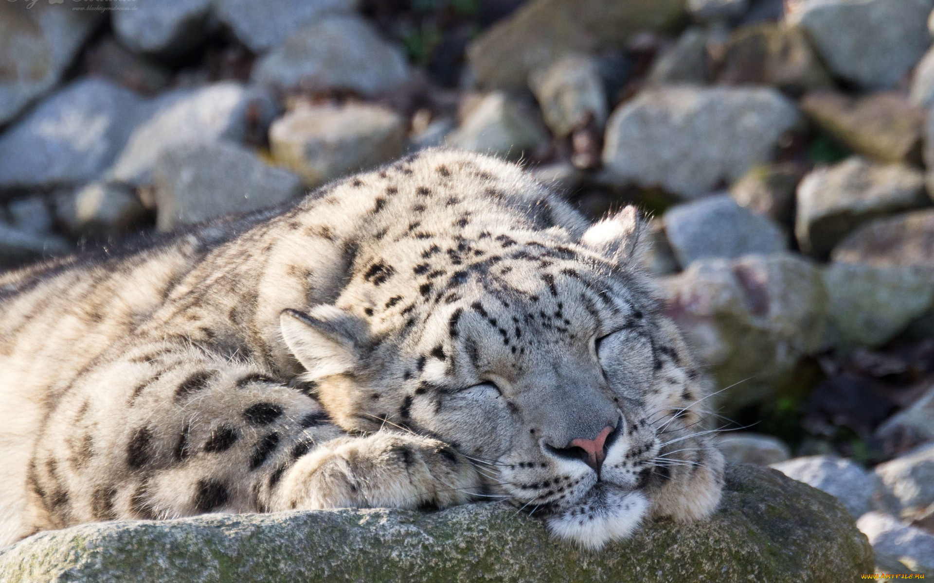 животные, снежный, барс, , ирбис, отдых