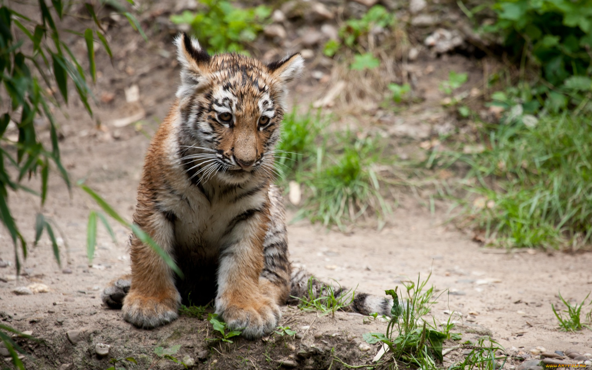 животные, тигры, детеныш