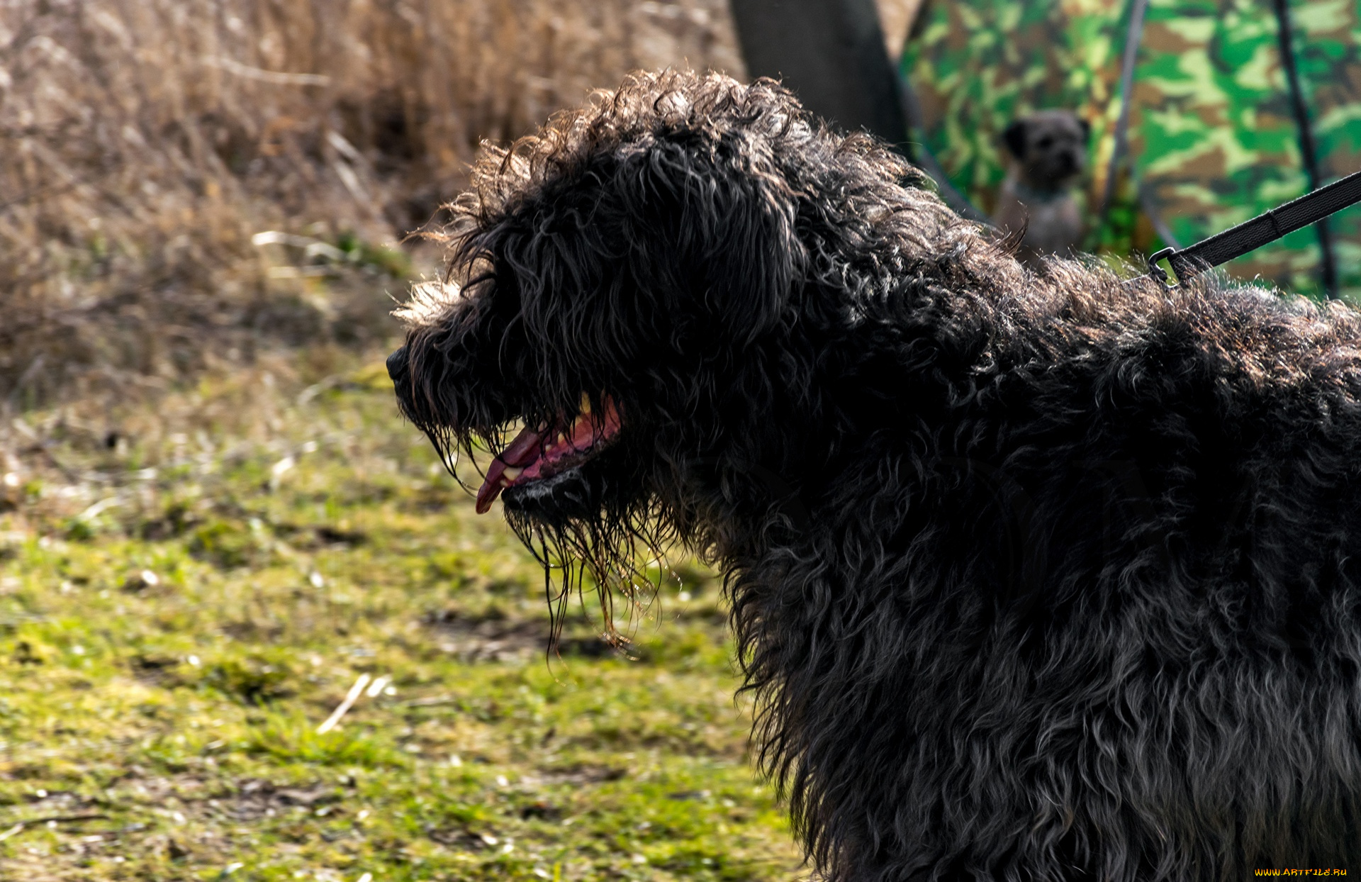 животные, собаки, профиль