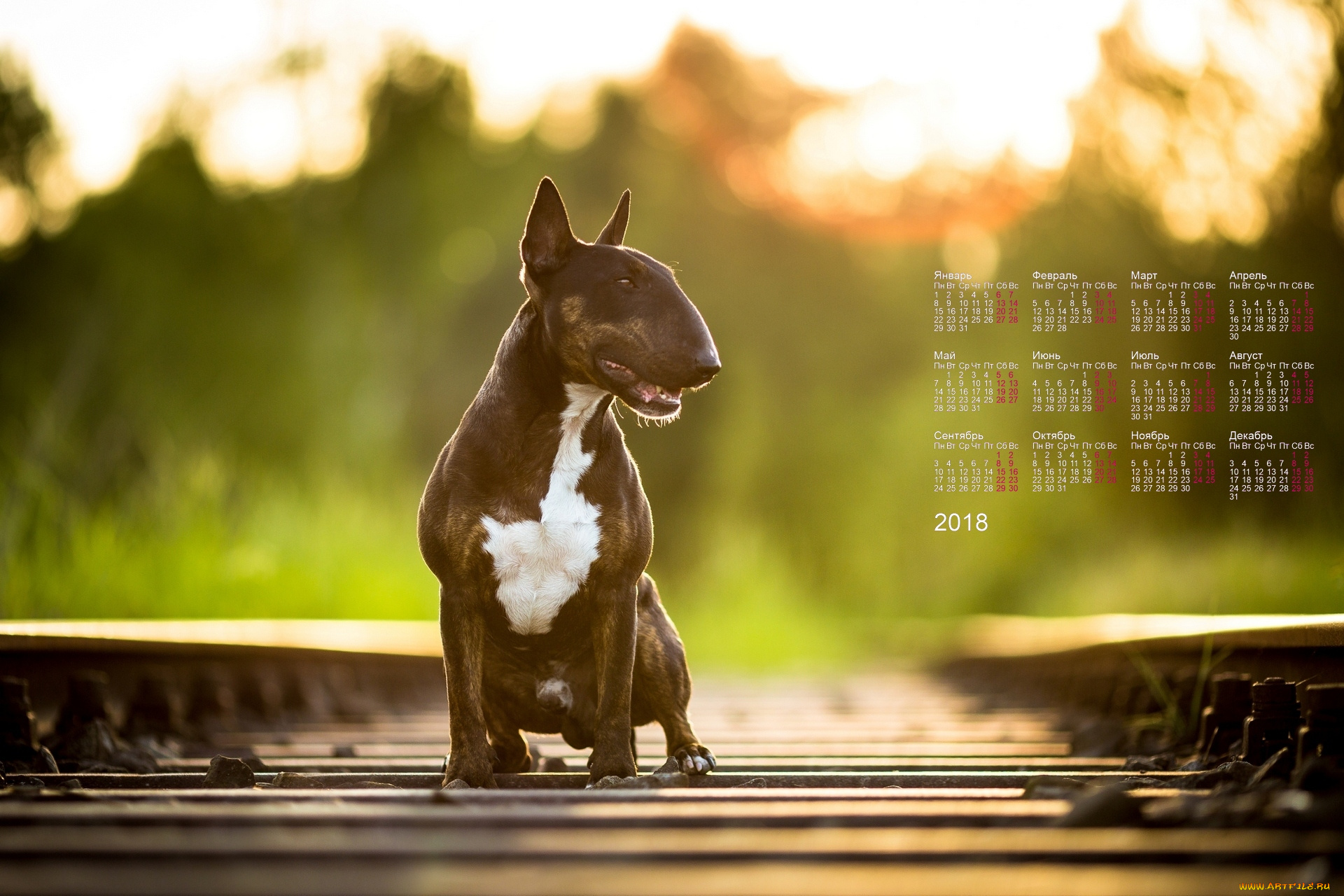 календари, животные, рельсы, профиль