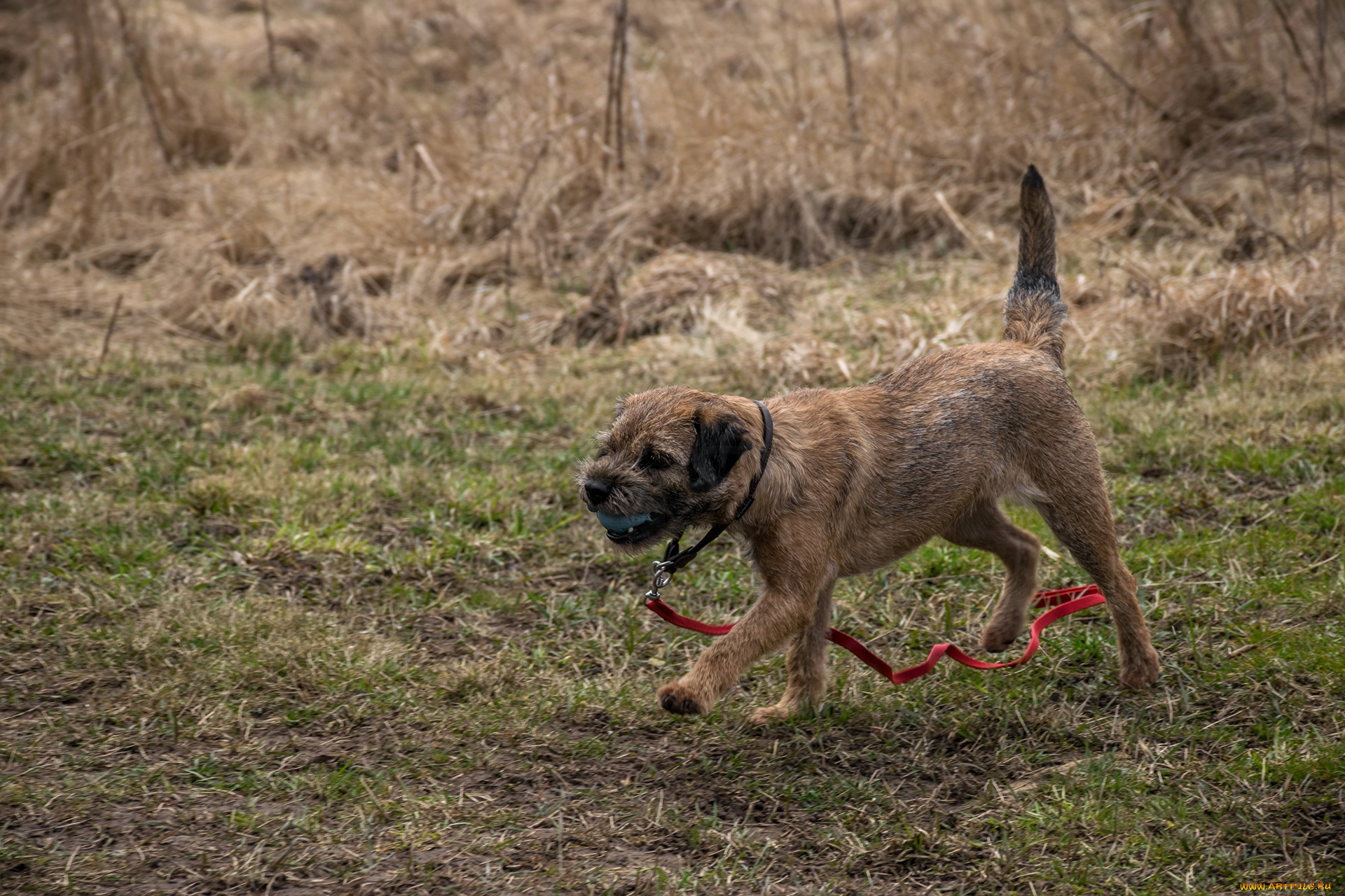 животные, собаки, поводок