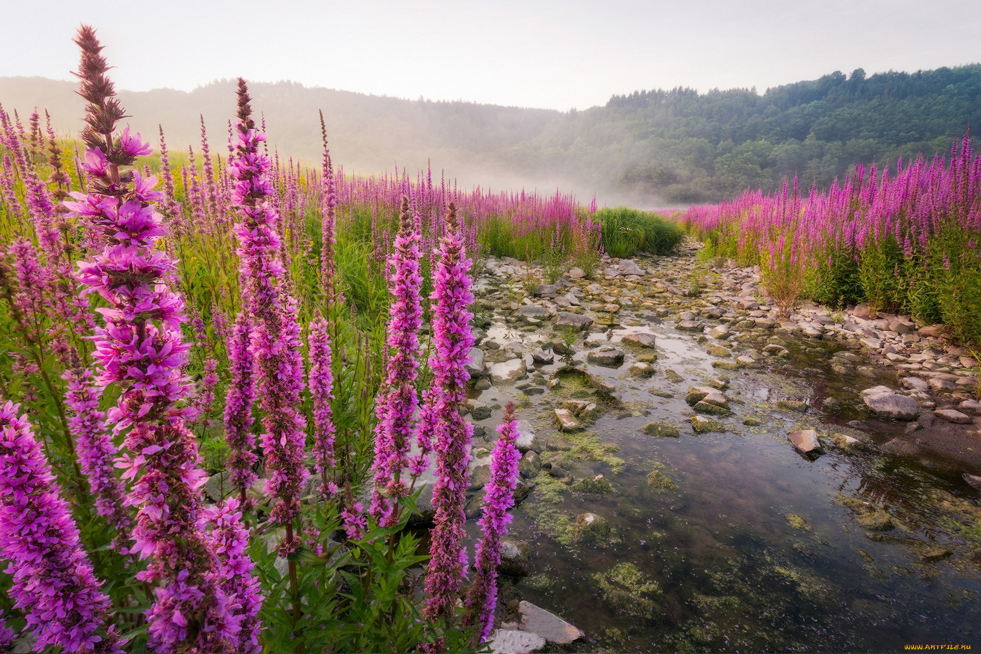 природа, луга, простор