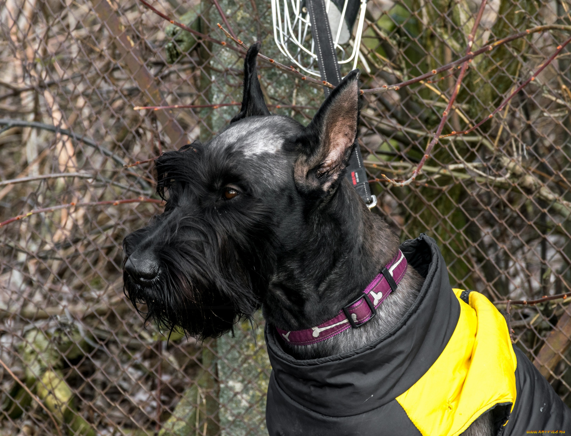 животные, собаки, морда