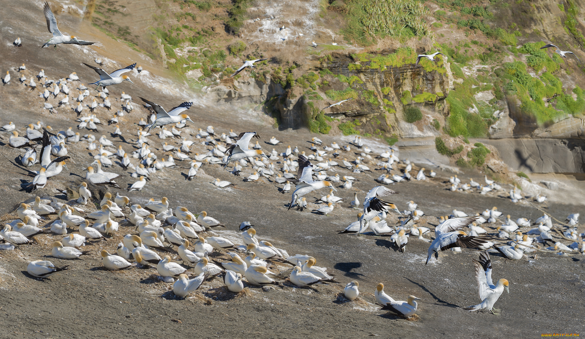 животные, олуши, птицы, белые, много, природа
