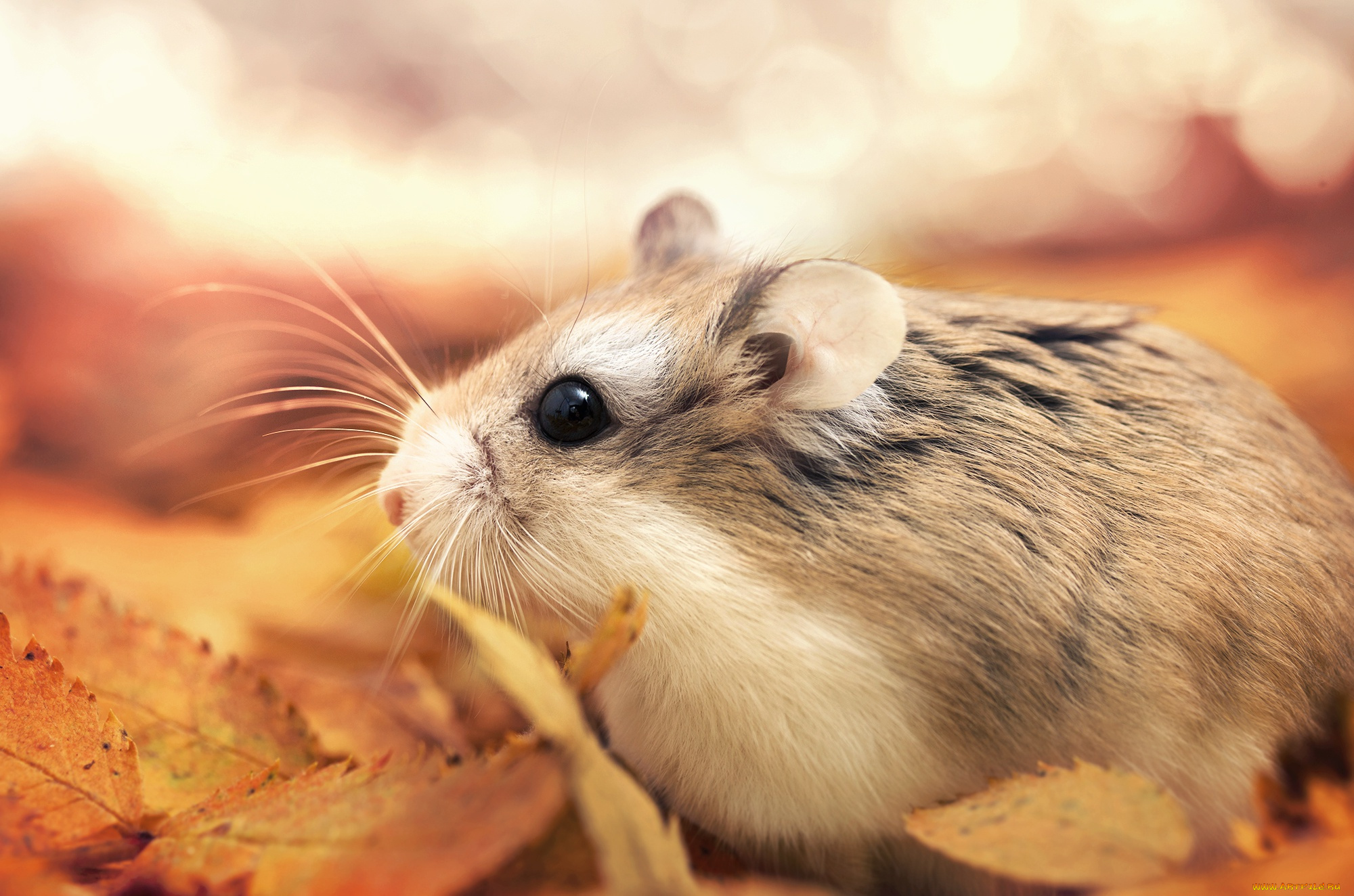 животные, морские, свинки, , хомяки, хомяк, листья, осень, макро