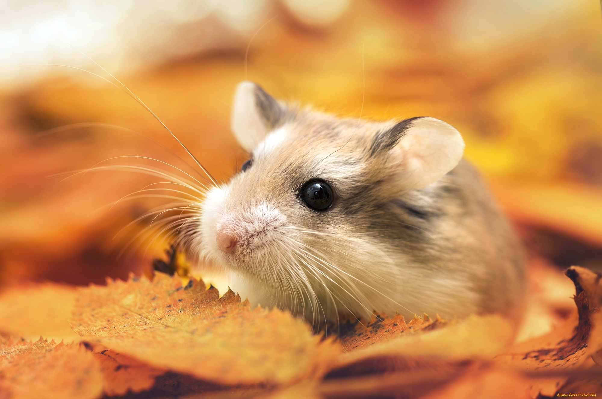 животные, морские, свинки, , хомяки, хомяк, листья, осень, макро
