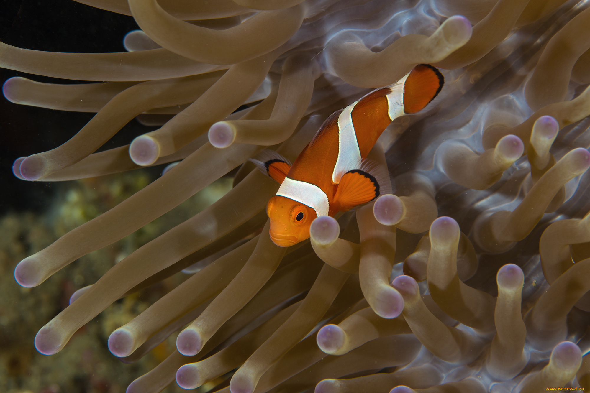 животные, рыбы, морское, дно, морские, глубины, рыбка, бело-оранжевая