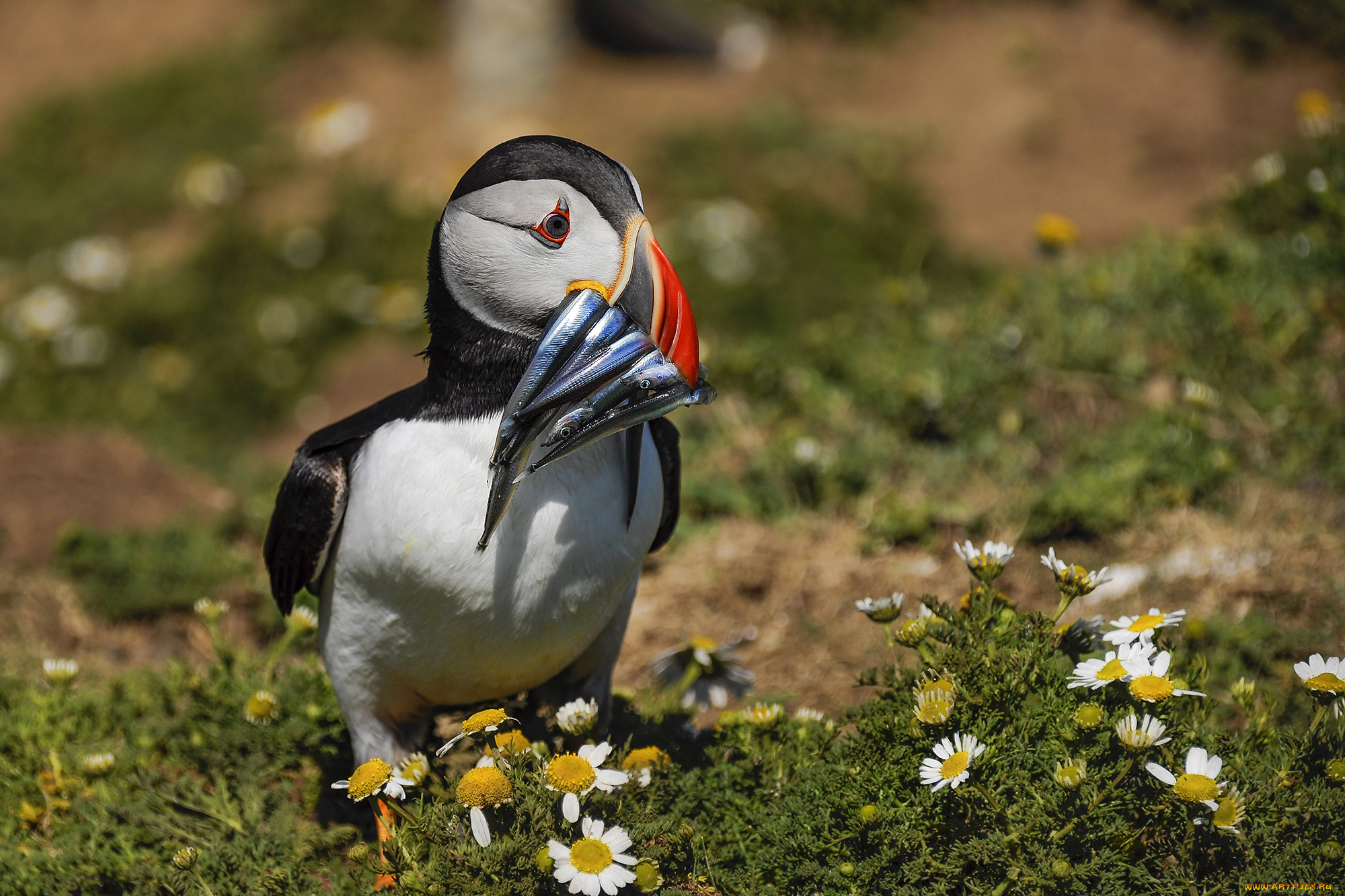 животные, тупики, тупик, окрас, перья, птица