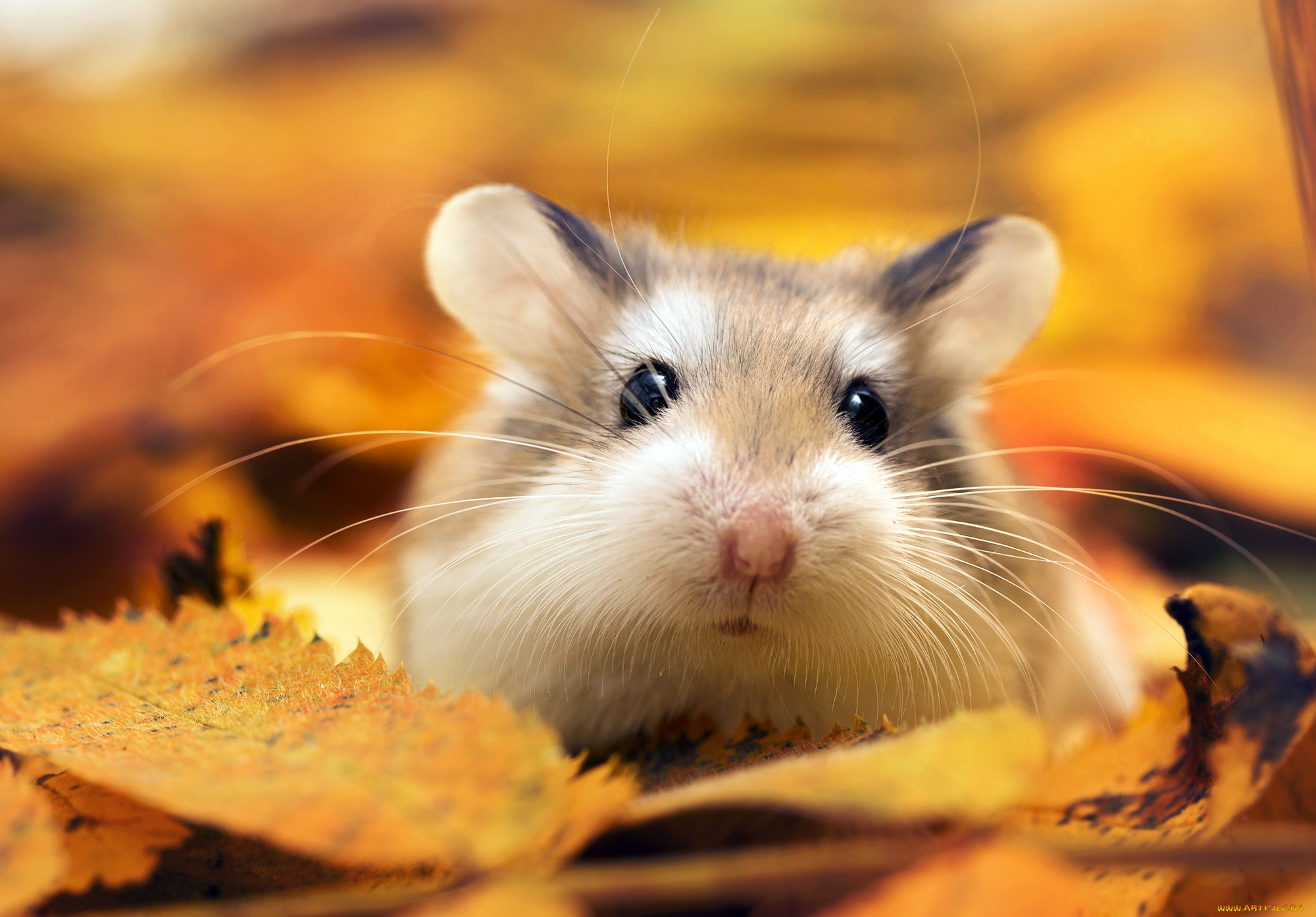 животные, морские, свинки, , хомяки, хомяк, листья, осень, макро