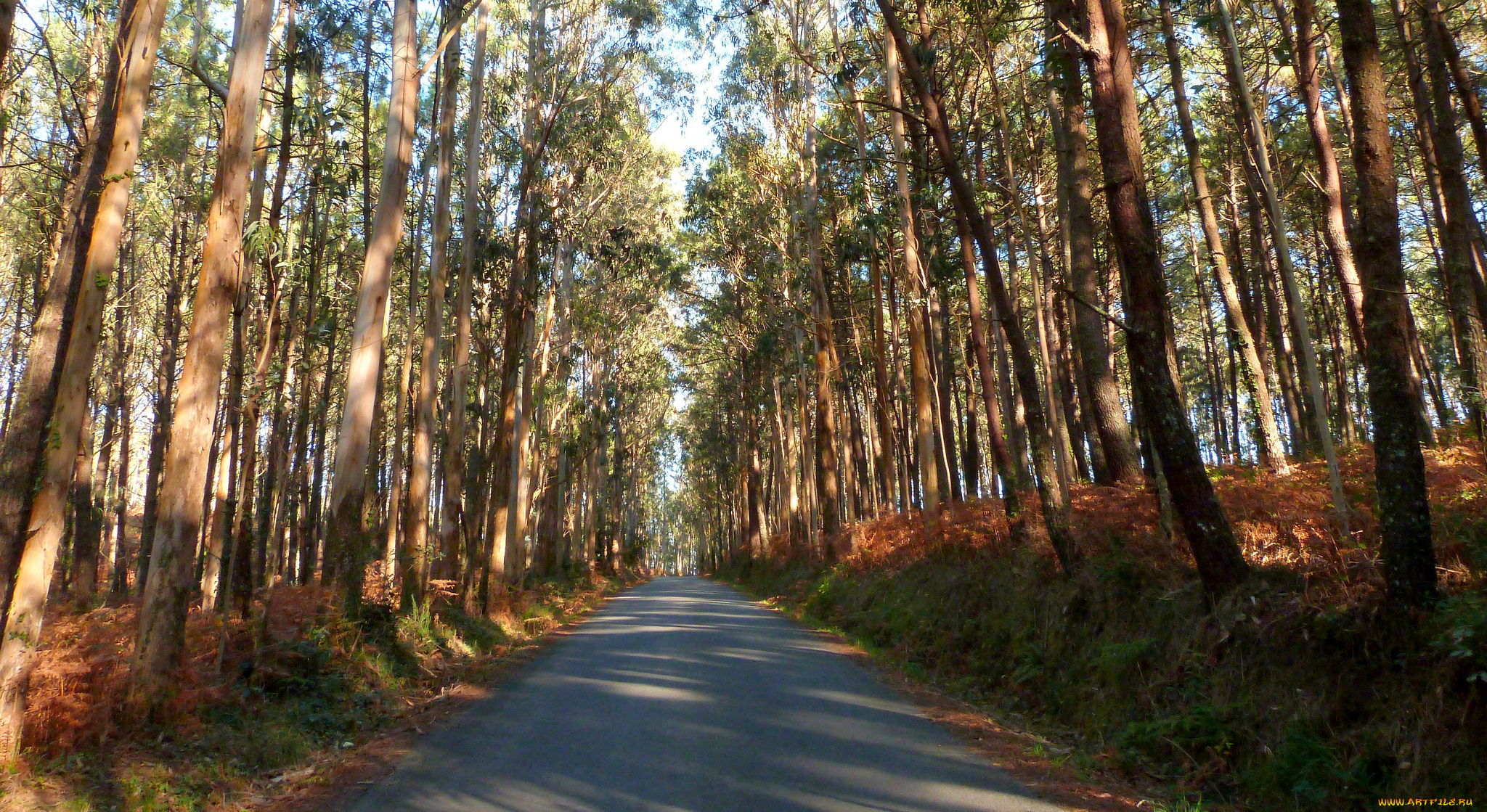 природа, дороги, простор