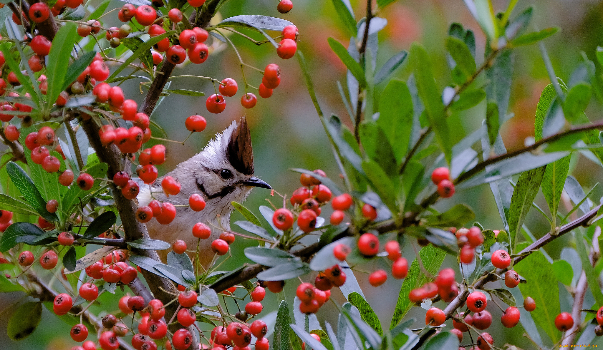 животные, птицы, ягоды, дерево, ветки, природа, птица